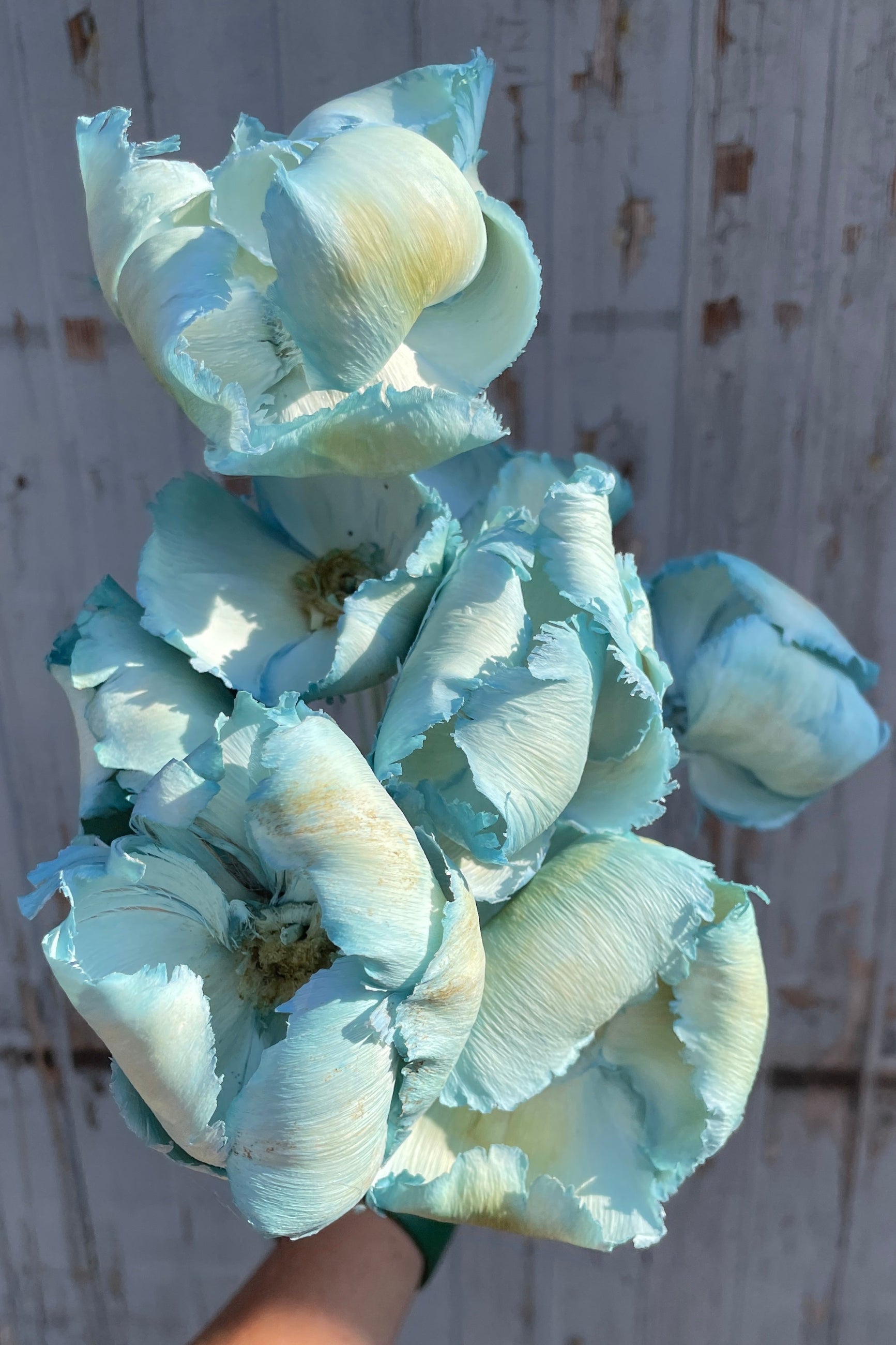 Detail shot of the Gray Blue pastel Palm Cap bunch