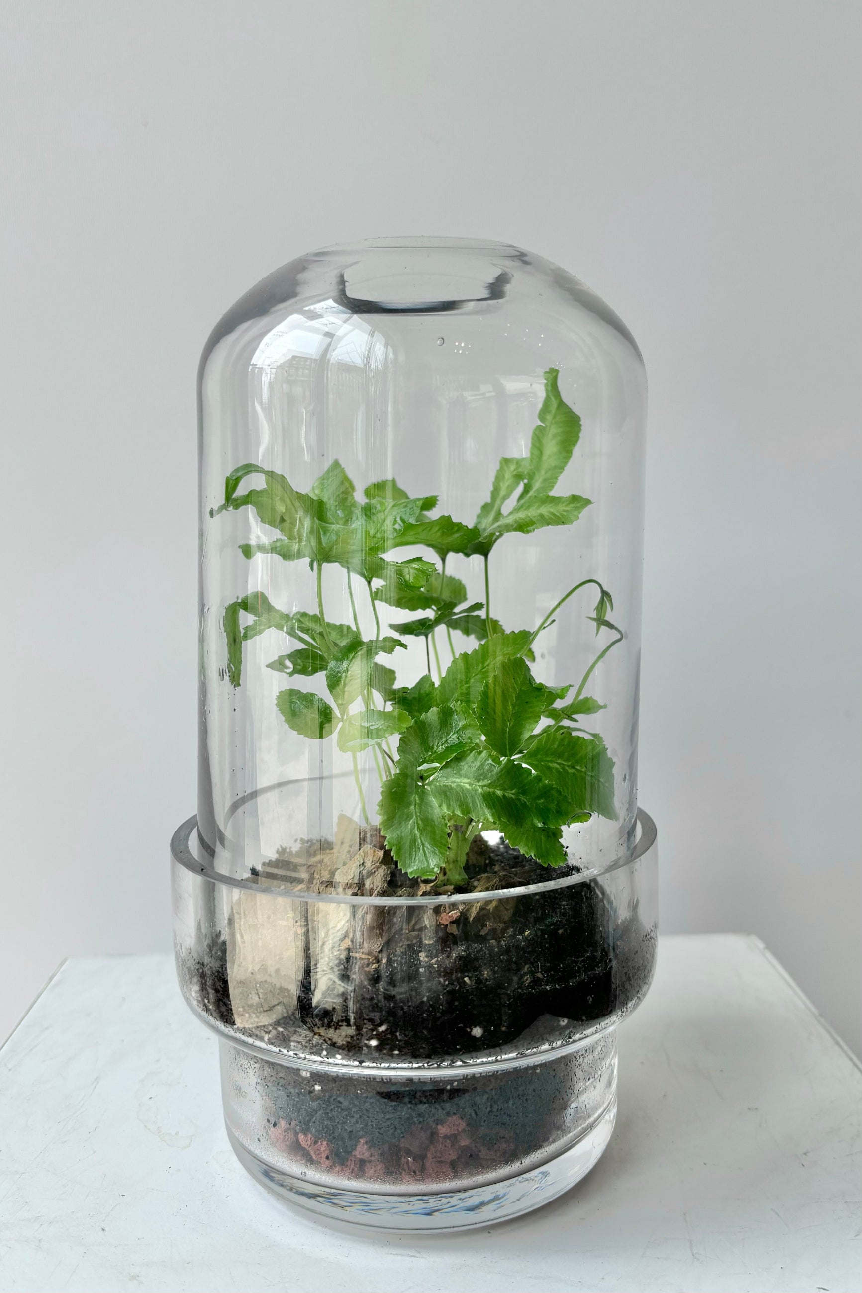 Two piece clear glass, capsule style terrarium with green plant against white background ©Sprout Home