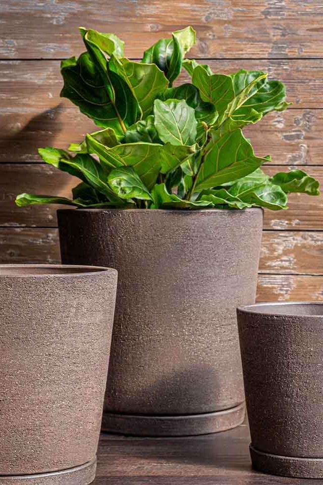 Large I/O tapered planter in a Peat terra cotta finish with a Fiddle leaf fig inside against a wood slatted wall.