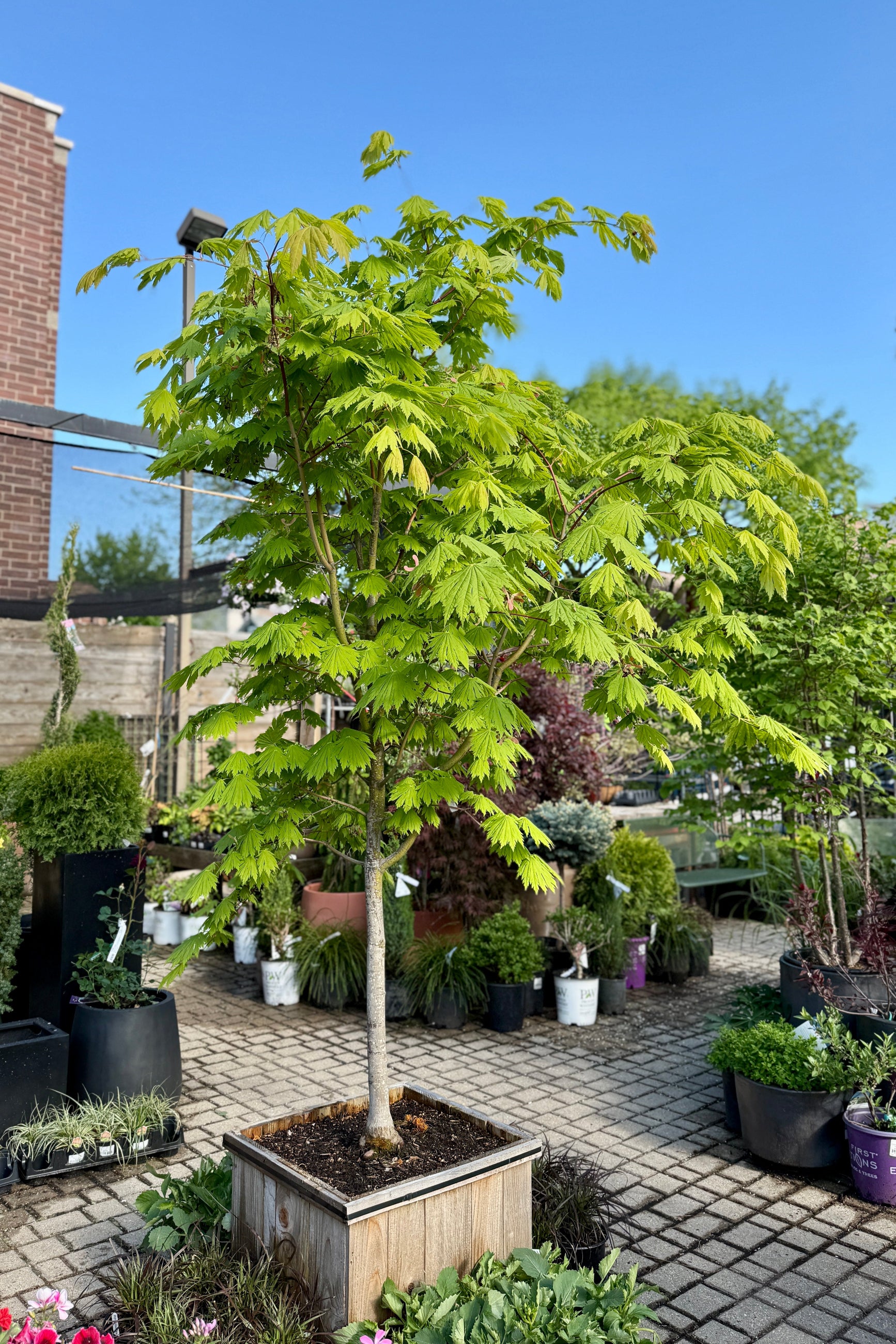 Acer japonicum 'Rising Sun' in a #20 growers box the beginning of May ©Sprout Home