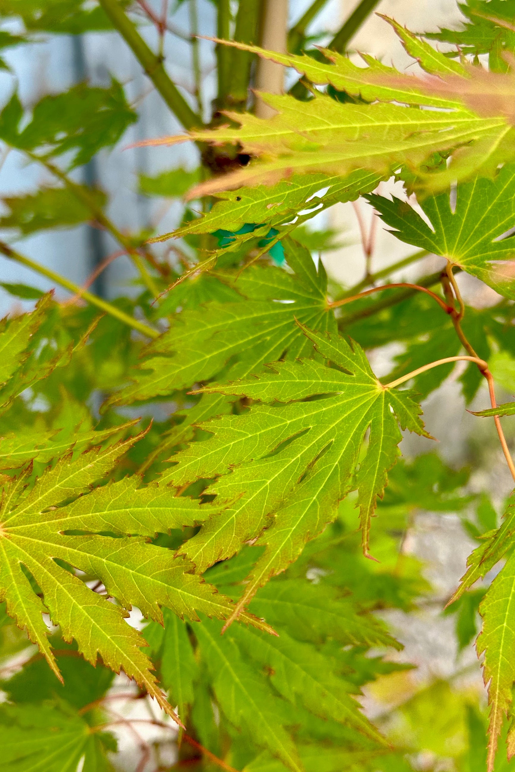 Acer x pseuosieboldianum 'Arctic Jade' leaves the beginning of June showing the serrated light green leaves with touches of light red. ©Sprout Home