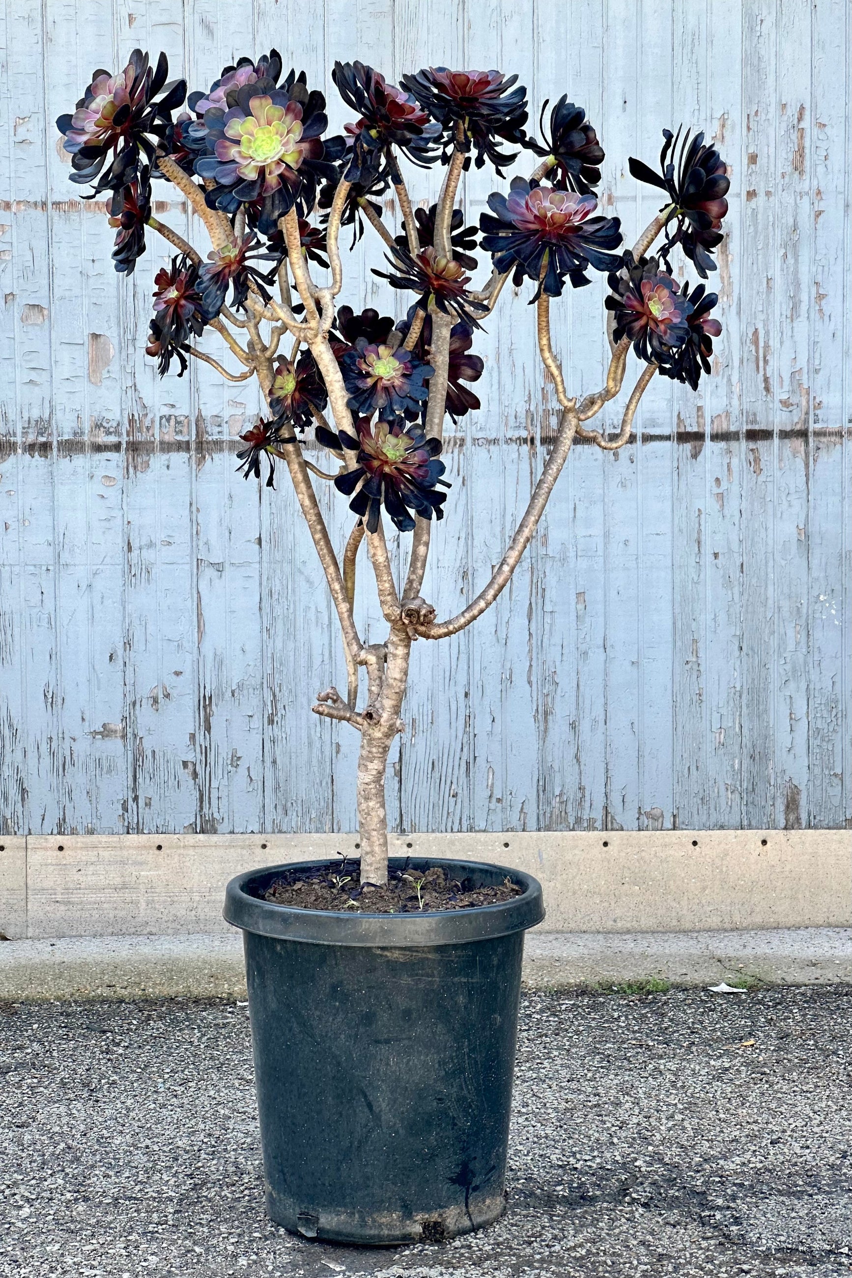 The sculptural Aeonium 'Zwartkop' succulent tree in a #15 growers pot at Sprout-home with its clusters of dark rosettes.