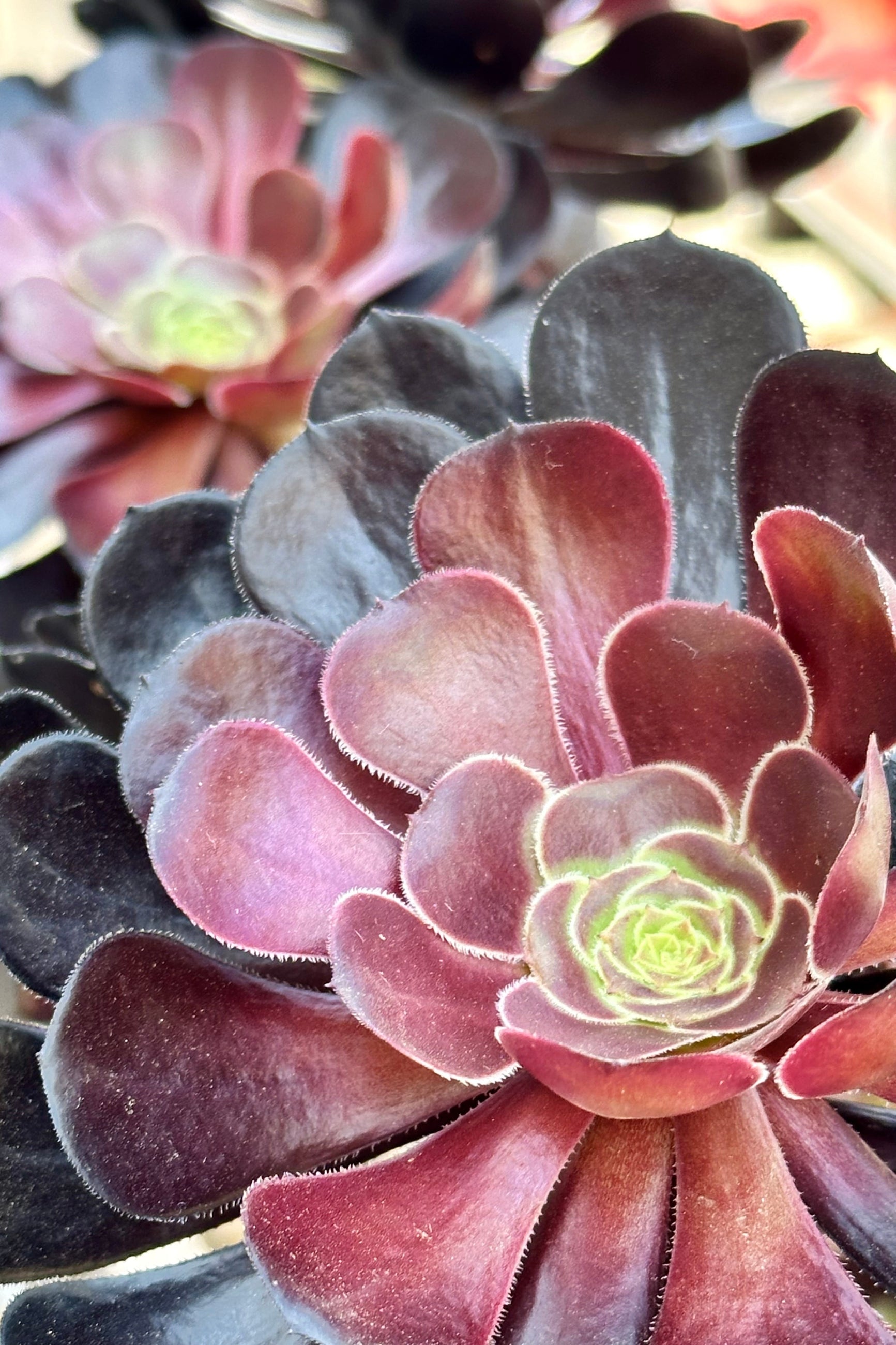 Aeonium 'Zwartkop' up close with its dark burgundy rosettes so perfectly formed at Sprout-home.