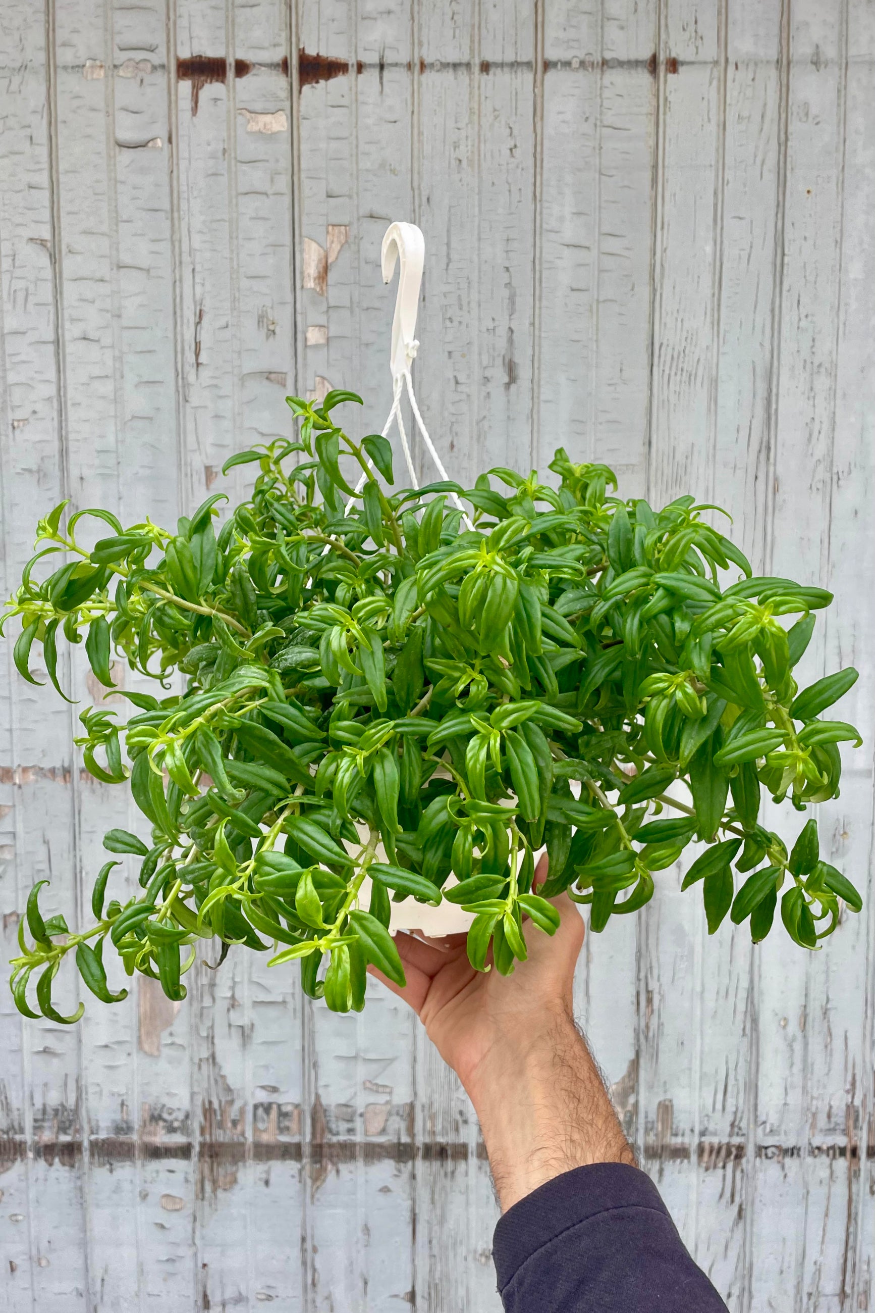 Photo of a hand holding an Lipstick vine plant against a gray wall. The plant is Aeschynanthus radicans 'Tangerine' and is shown in a white pot with a white hanging hook. The leaves are narrow and bright green.