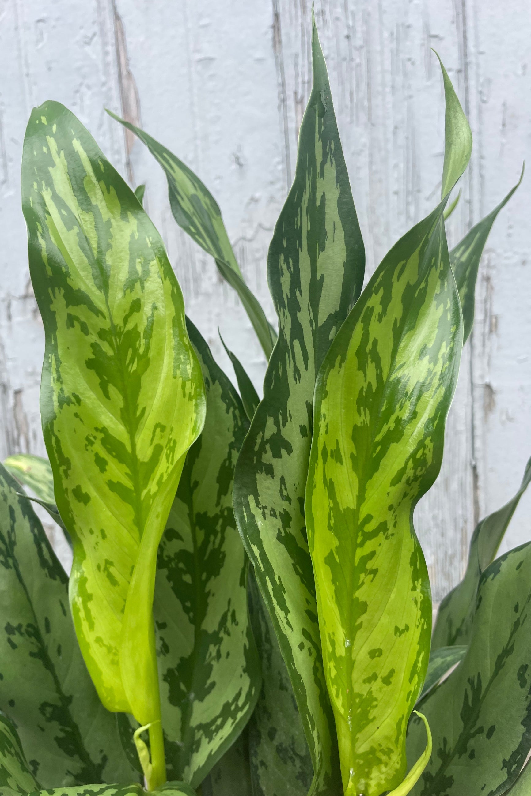 Photo of broad, long pointed leaves with green mottling. The plant is shown in front of a gray wall and is Aglaonema 'Romeo' ©Sprout Home