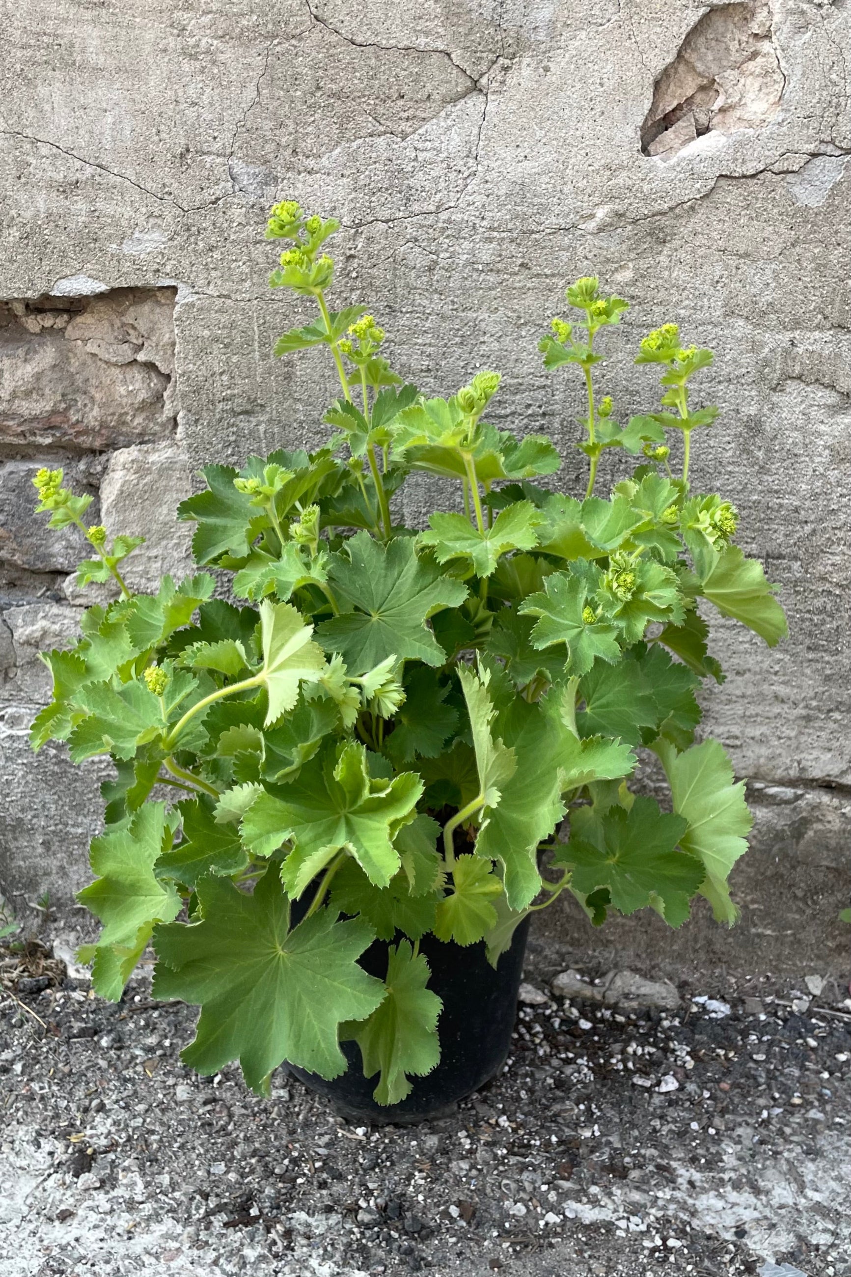 Alchemilla 'Thriller' in a #1 growers pot just starting to bloom with its yellow flowers above soft foliage the middle/end of May ©Sprout Home
