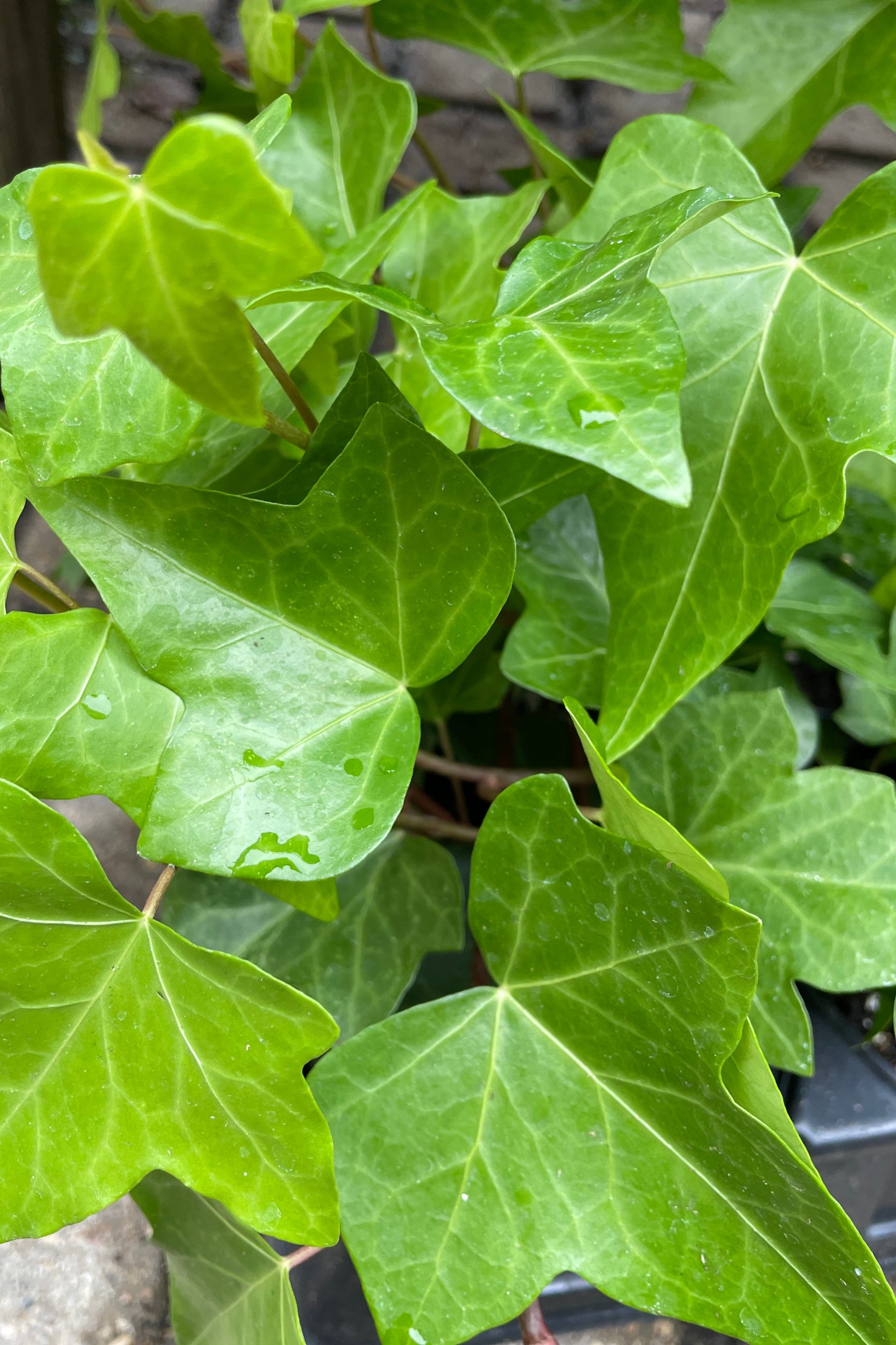 Up close picture of the glossy green leaves of Algerian Ivy. ©Sprout Home