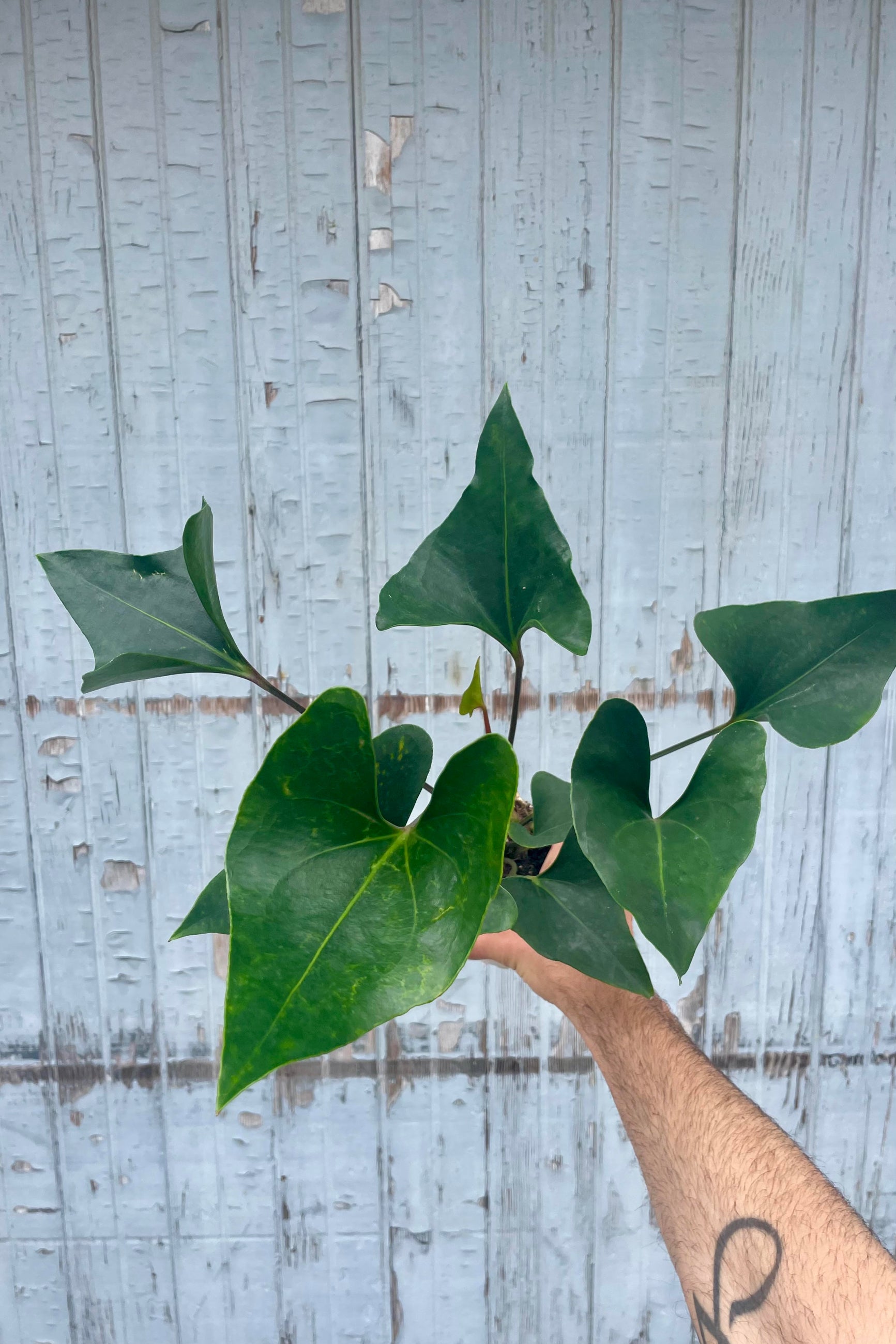 Photograph of a hand holding Anthurium 'Arrow' against a gray wall.