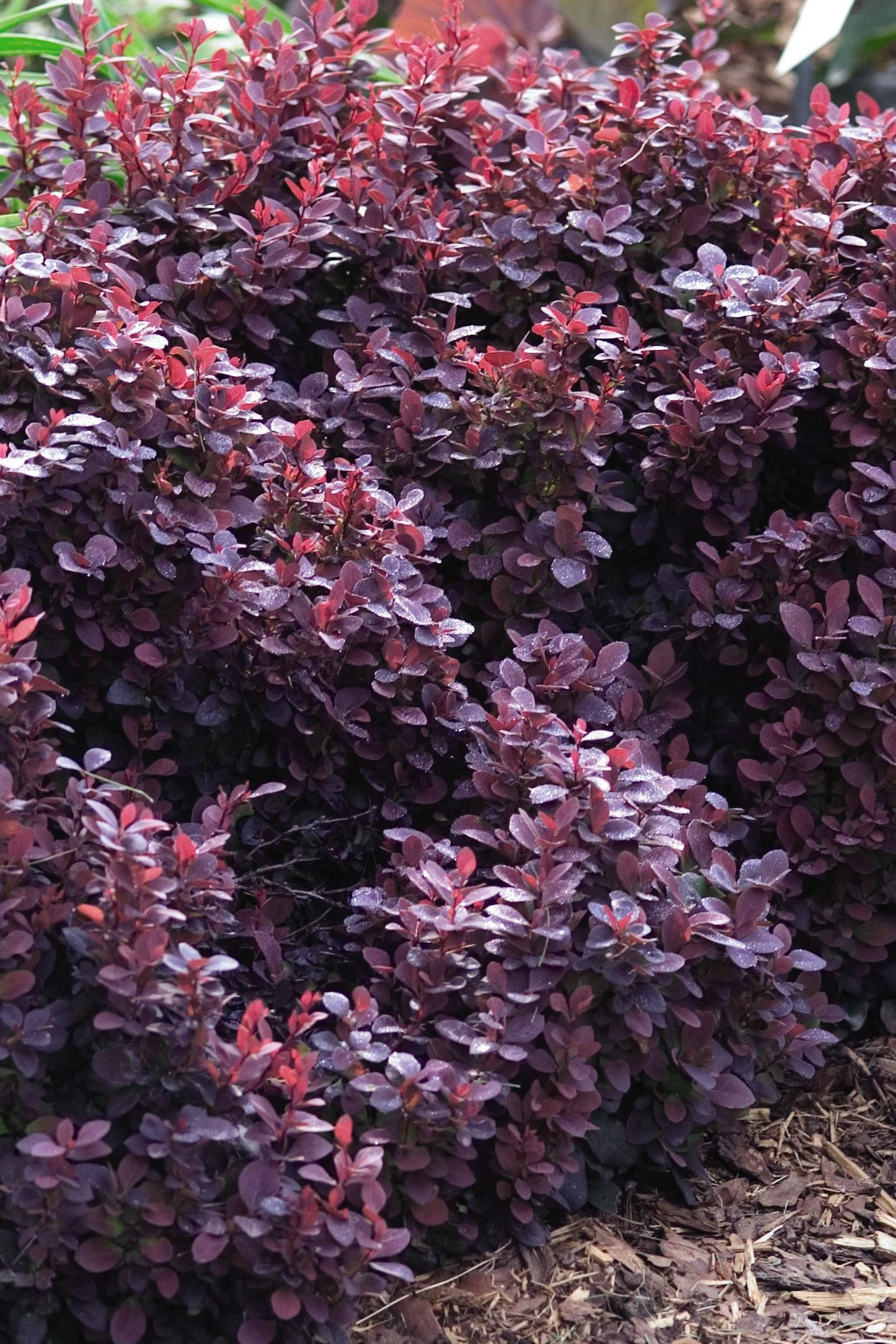 Berberis 'Concorde' at a mature state planted in a garden ©Bailey Nurseries