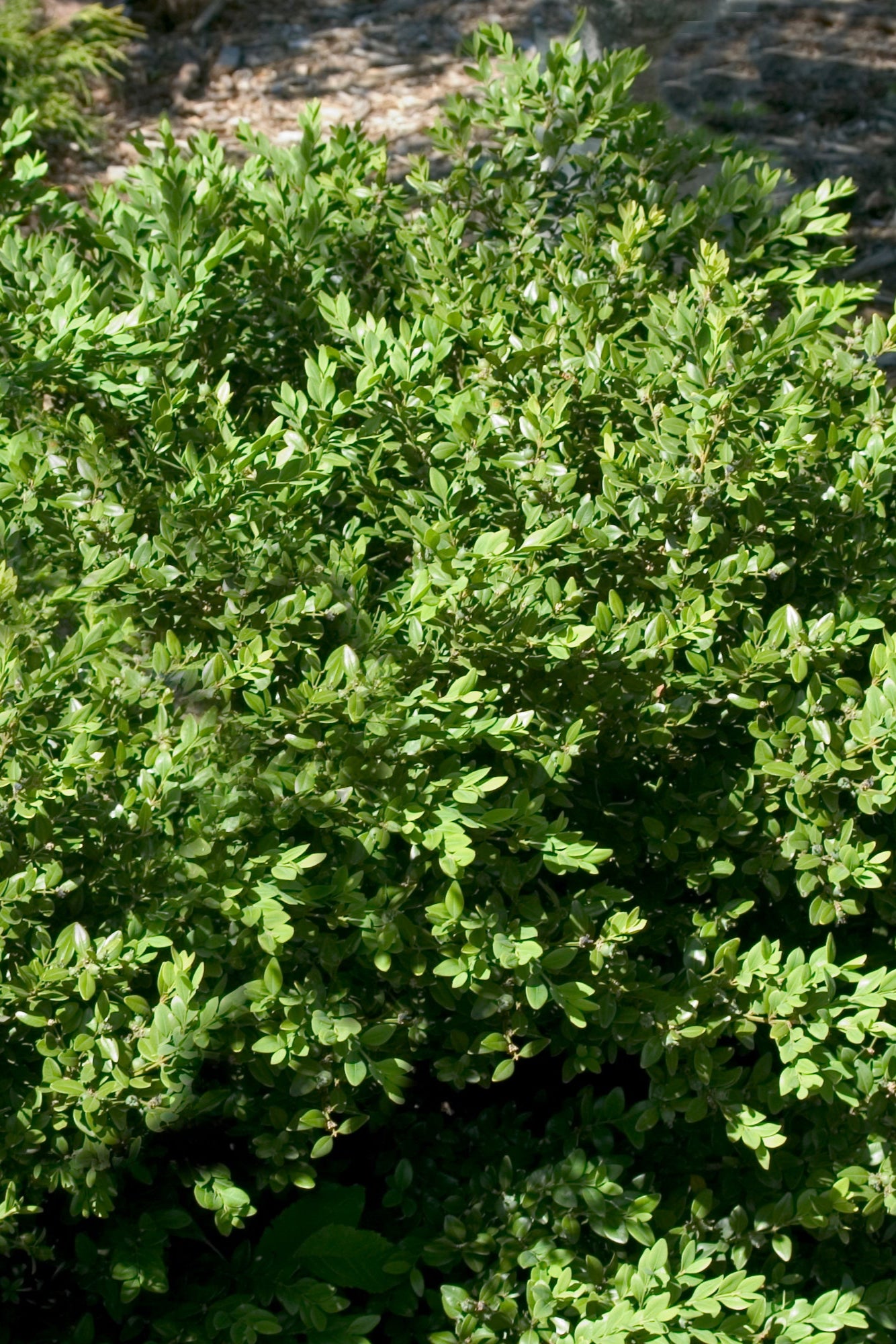 Buxus 'Green Velvet' boxwood planted in a garden ©Bailey Nurseries