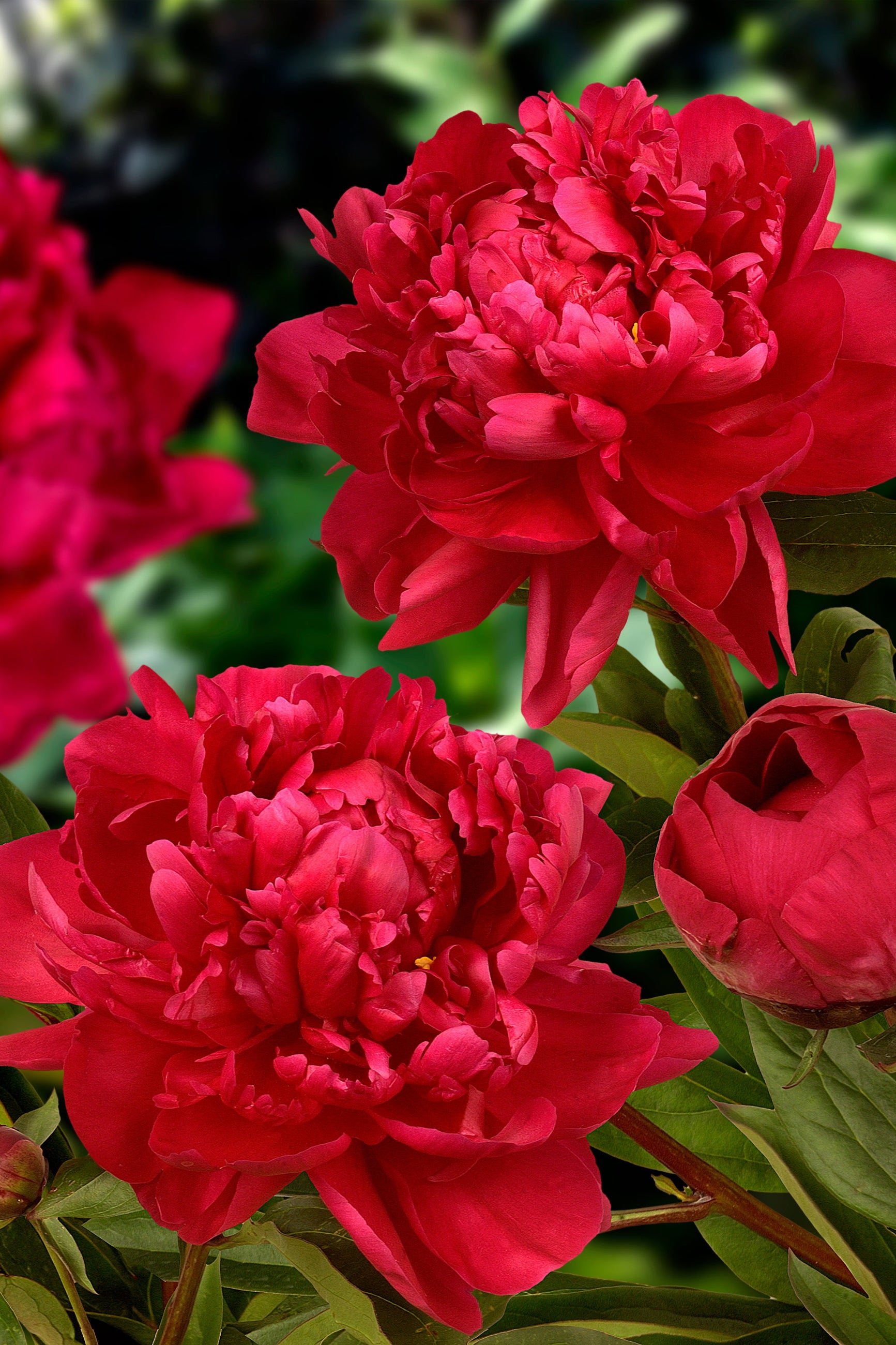 The huge flowers on the Kansas Peony ©Ball Seed