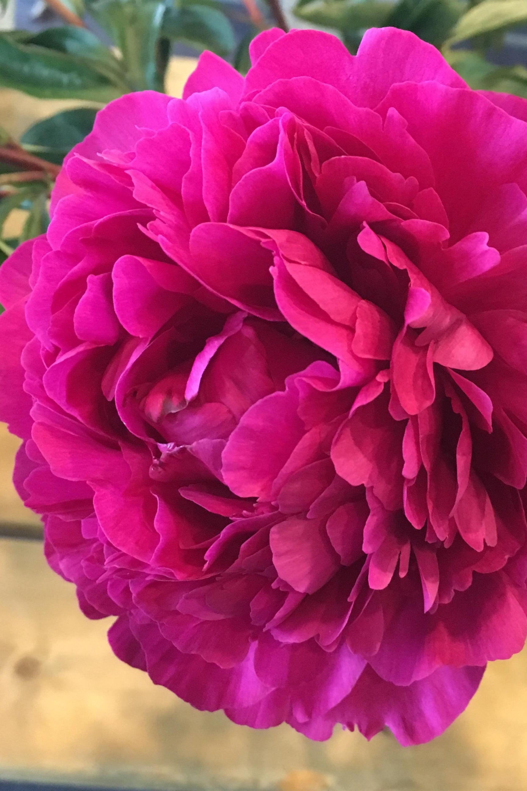 The huge flower on the Kansas Peony ©Ball Seed