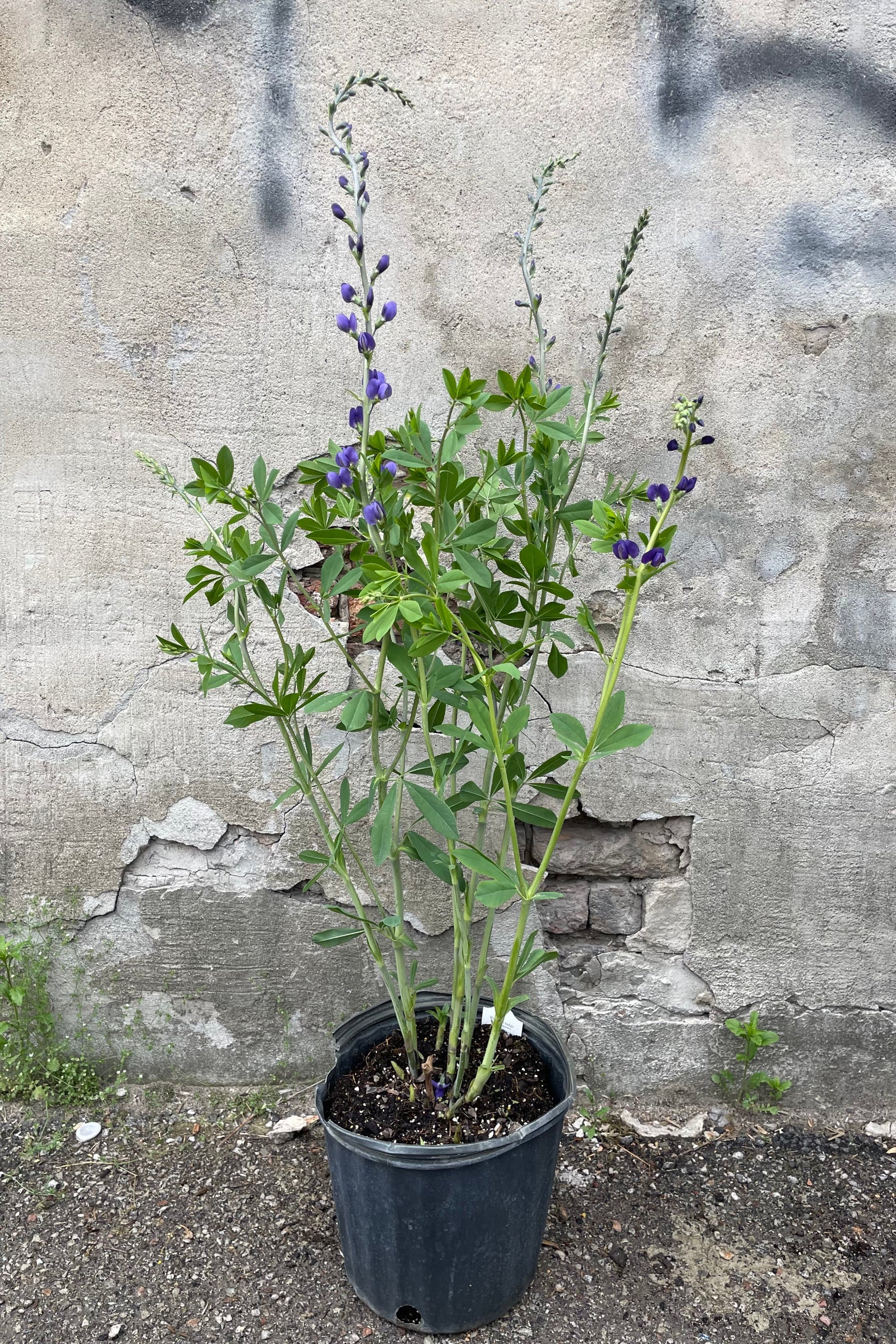 Baptisa australis in a #3 growers pot in bud and blooms the middle of May with its purple blue flowers rising above its gentile green foliage. ©Sprout Home