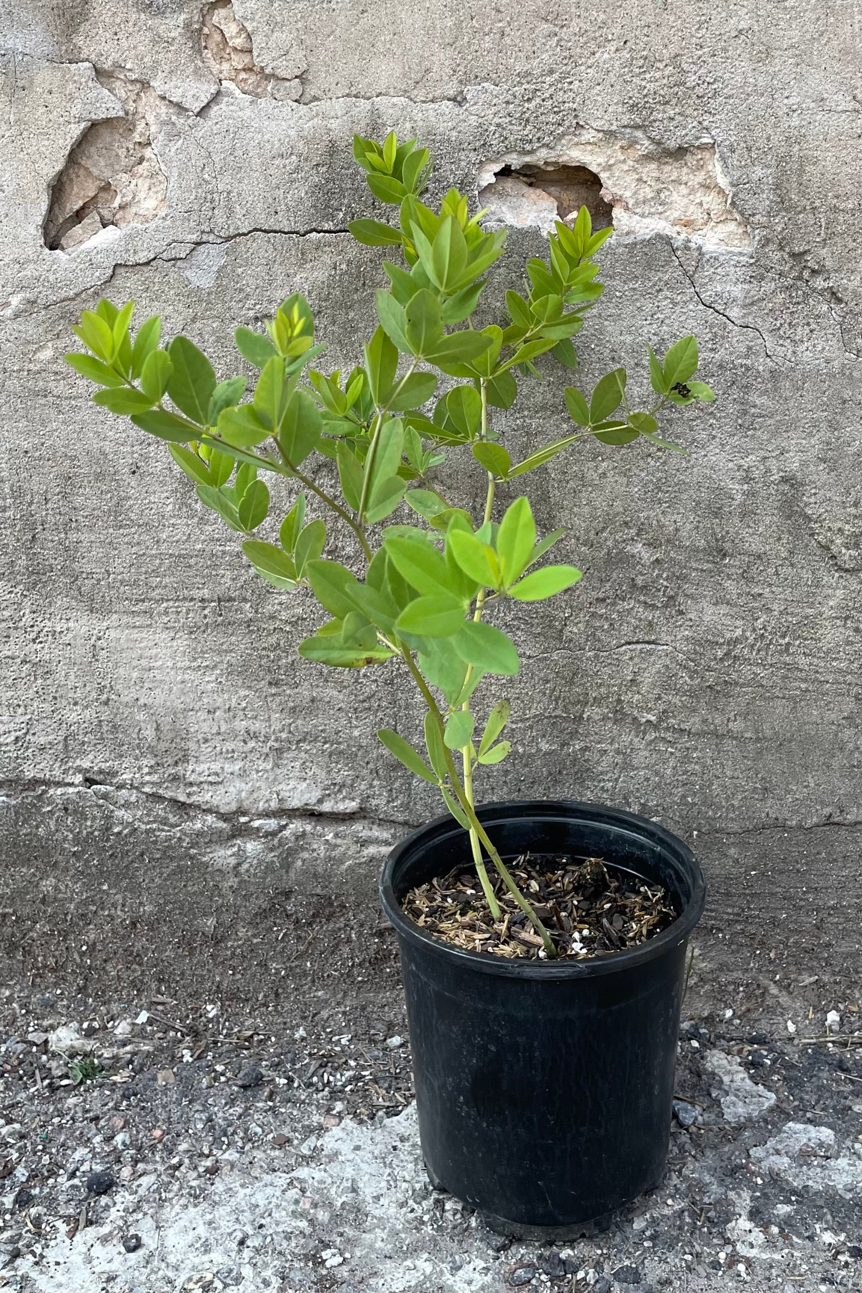 Baptisia 'Twilite Prairieblues' in a #1 growers pot the middle of June showing off its light green ovate foliage ©Sprout Home