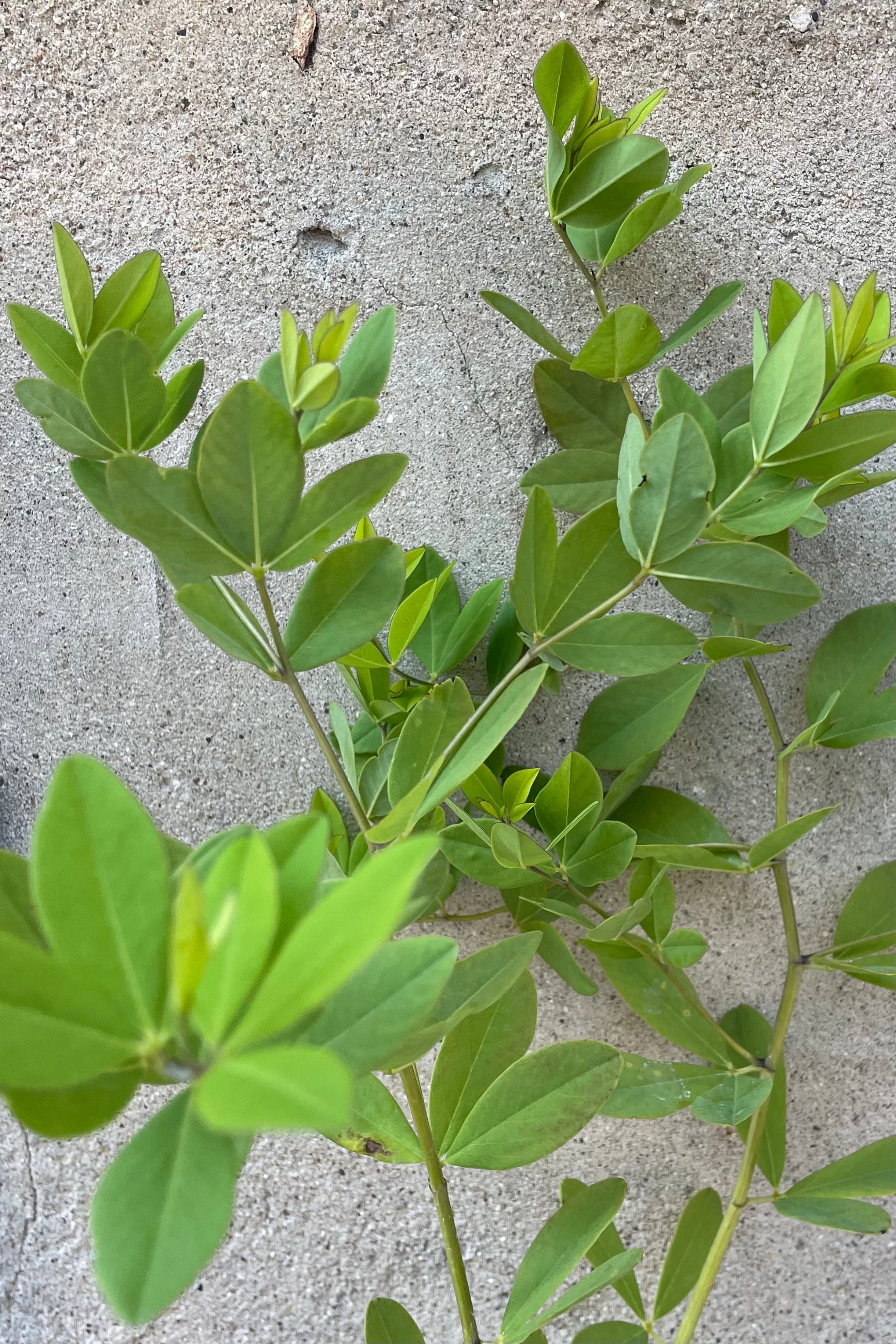 Baptisia 'Twilite Prarieblues' green ovate leaves middle of June ©Sprout Home