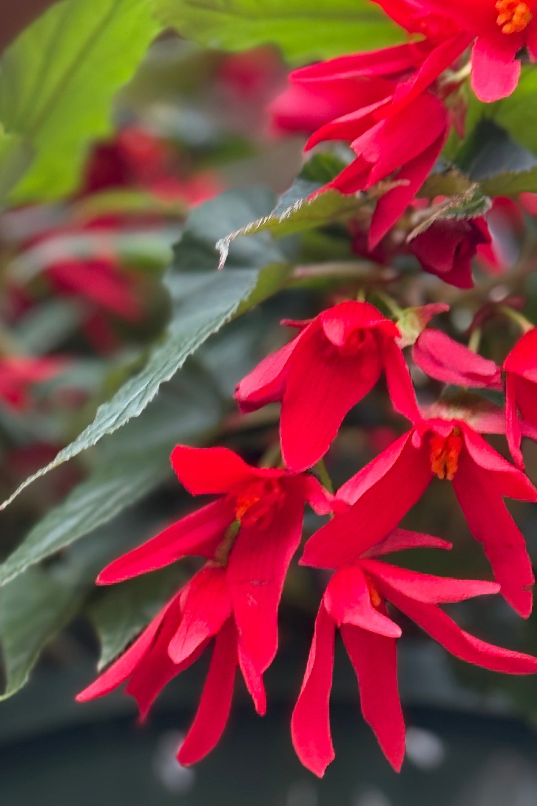 Begonia 'Beauvilia' series red detail of the flower in May ©Sprout Home