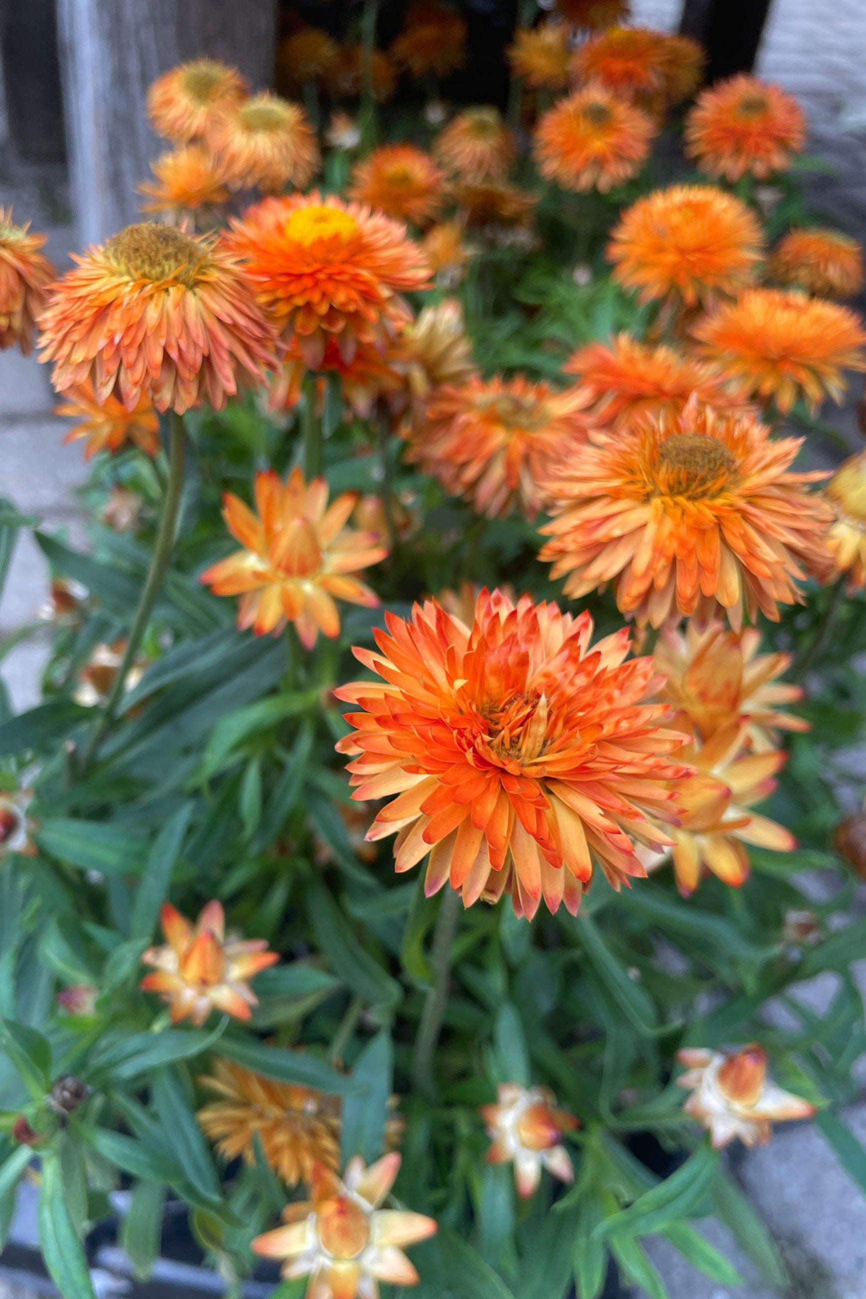 A detail image of the orange peach flowers in bloom the beginning of September of the Bractenthea 'Mohave Apricot' at Sprout-home. ©Sprout Home