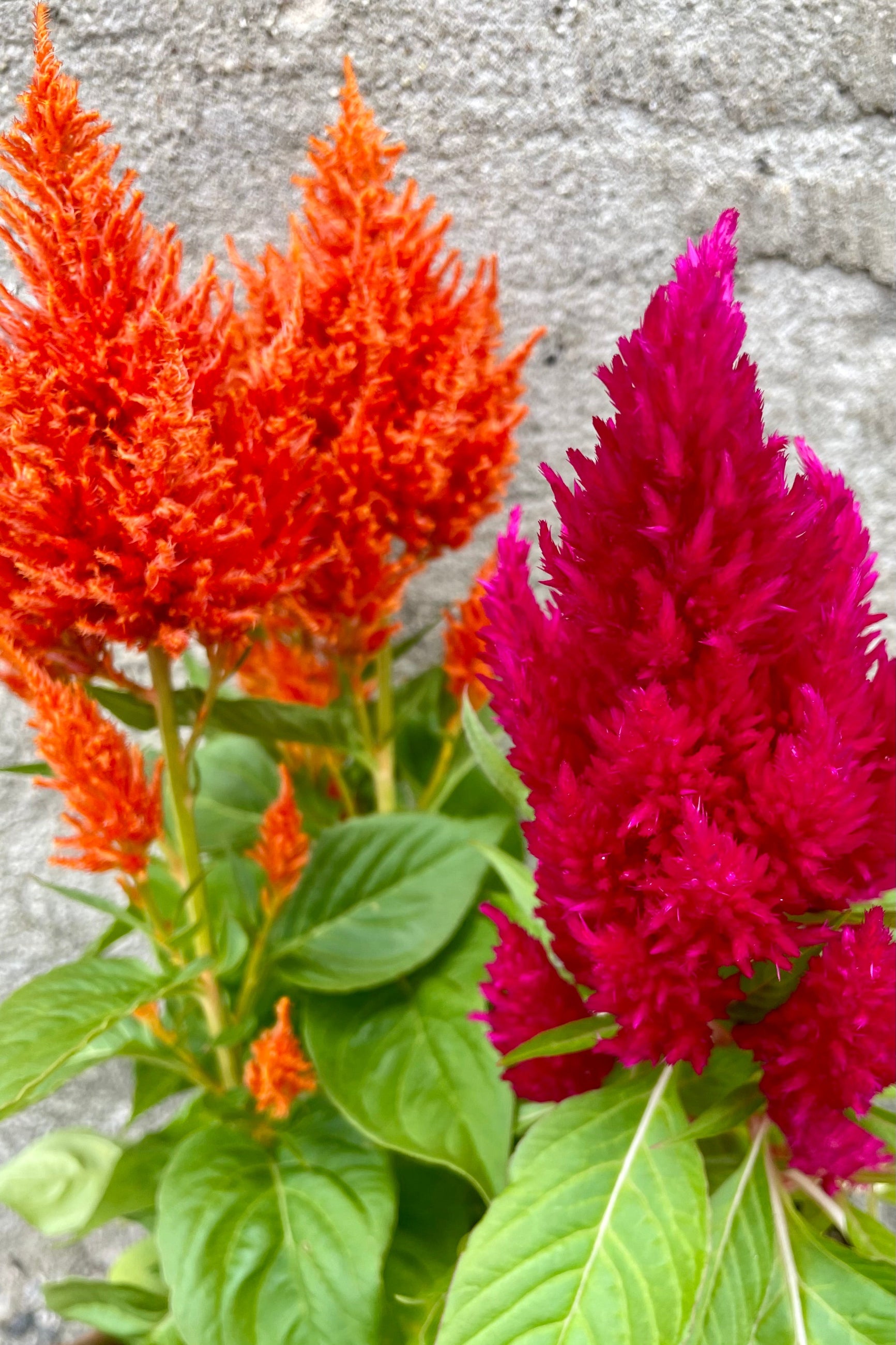 Celosia blooms in orange and magenta up close. ©Sprout Home