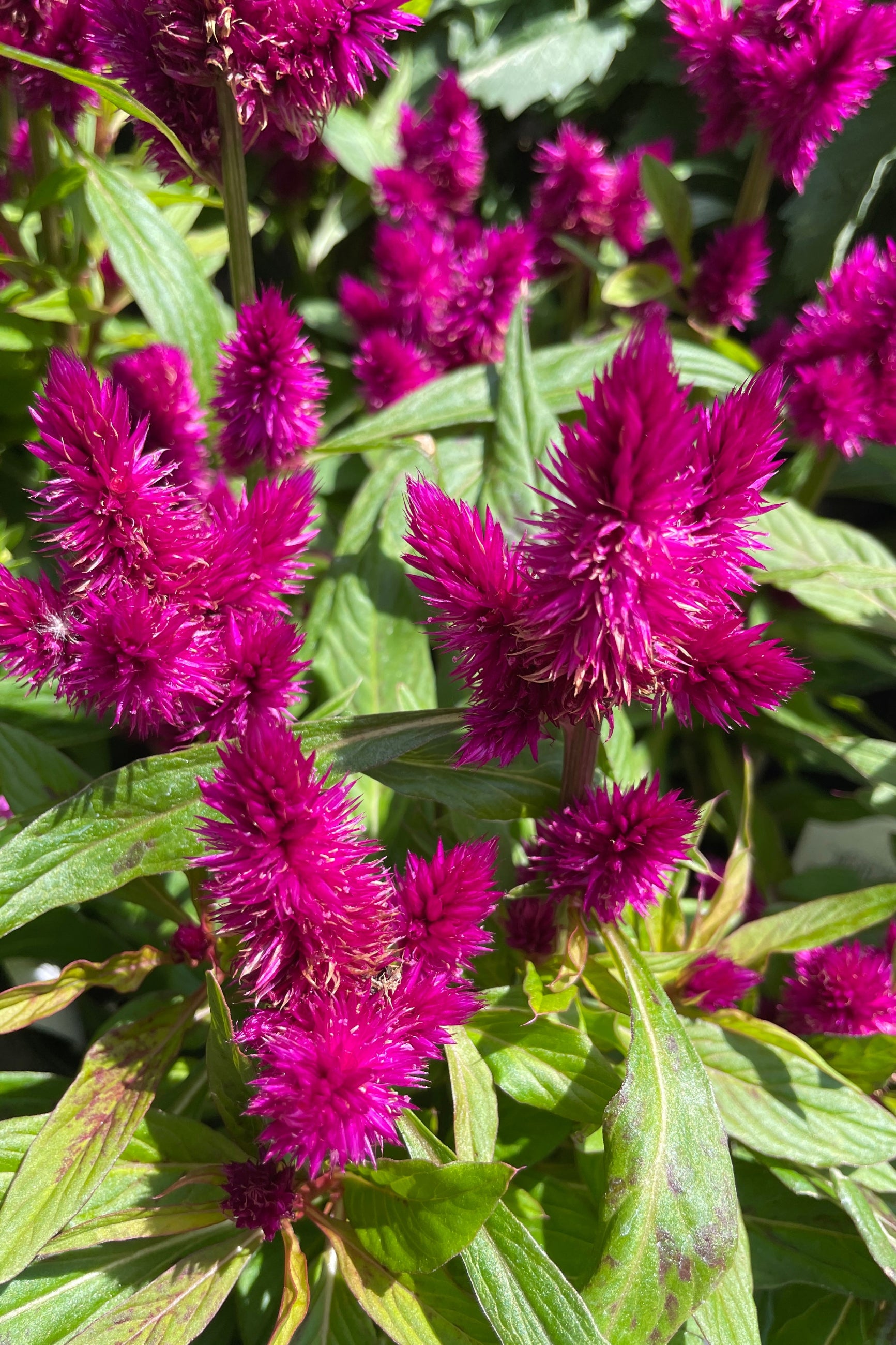 Celosia 'Intenz Dark Purple' detail of the fuchsia flower. ©Sprout Home