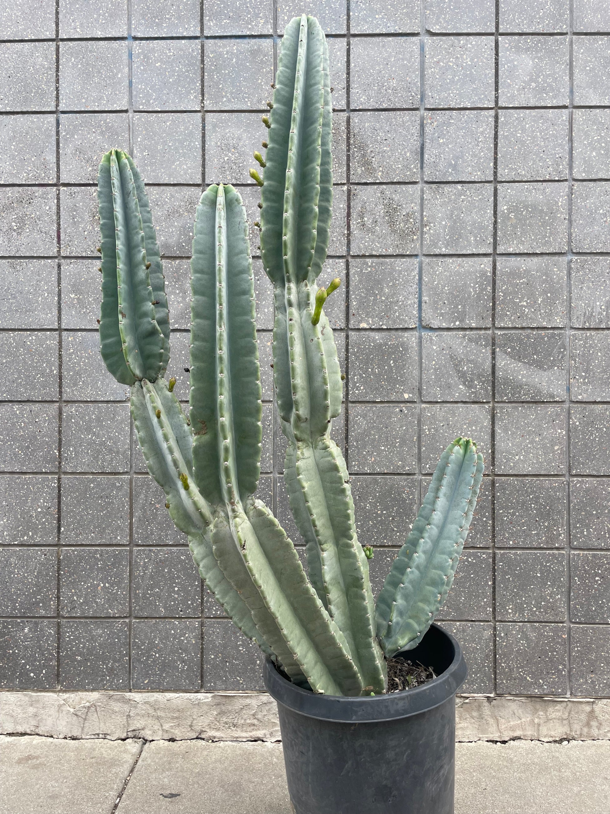 Cereus peruvianus #15