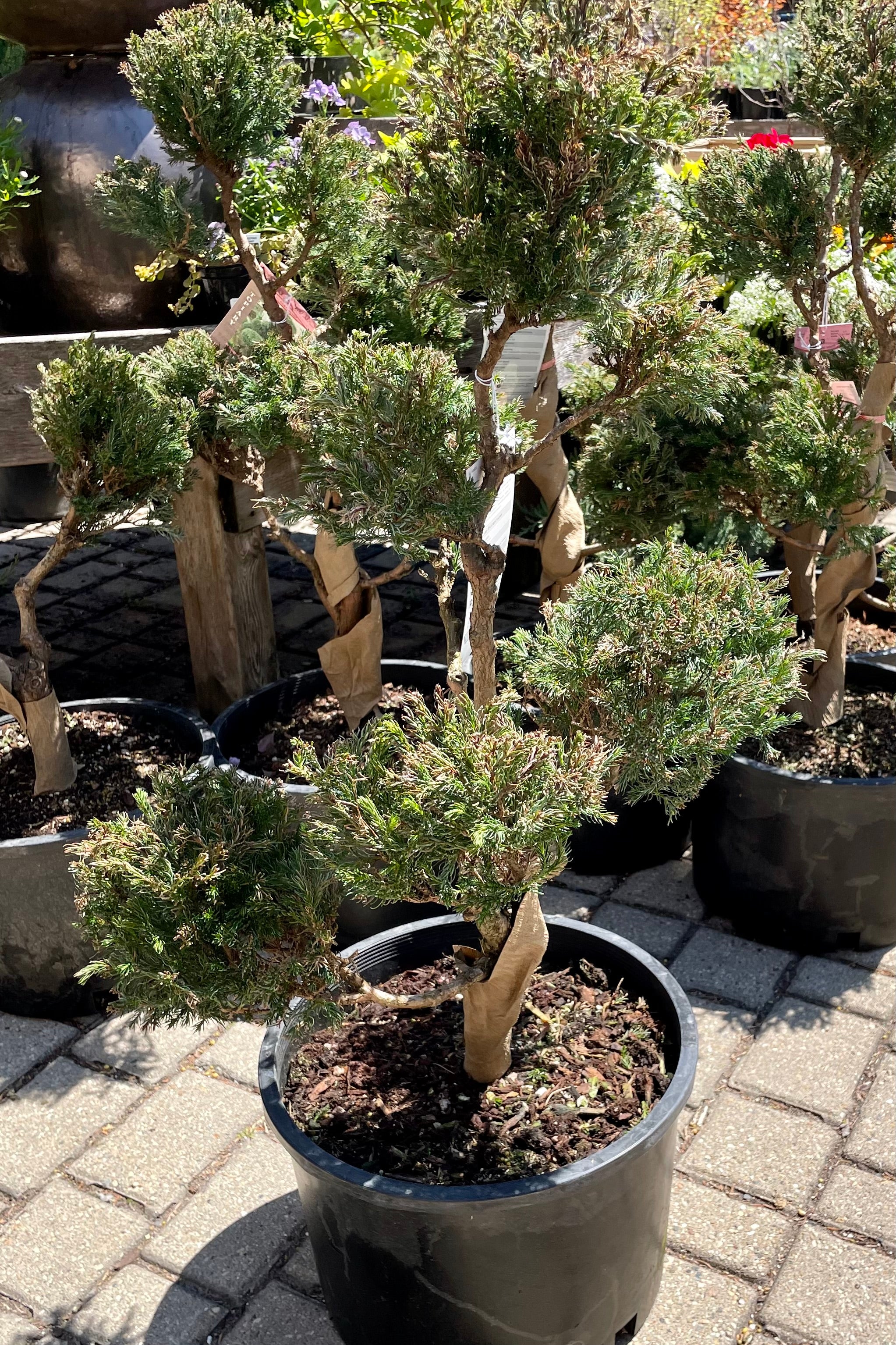 Chamaecyparis 'Boulevard' pom pom coming out of dormancy the very beginning of May just starting to push out new growth.