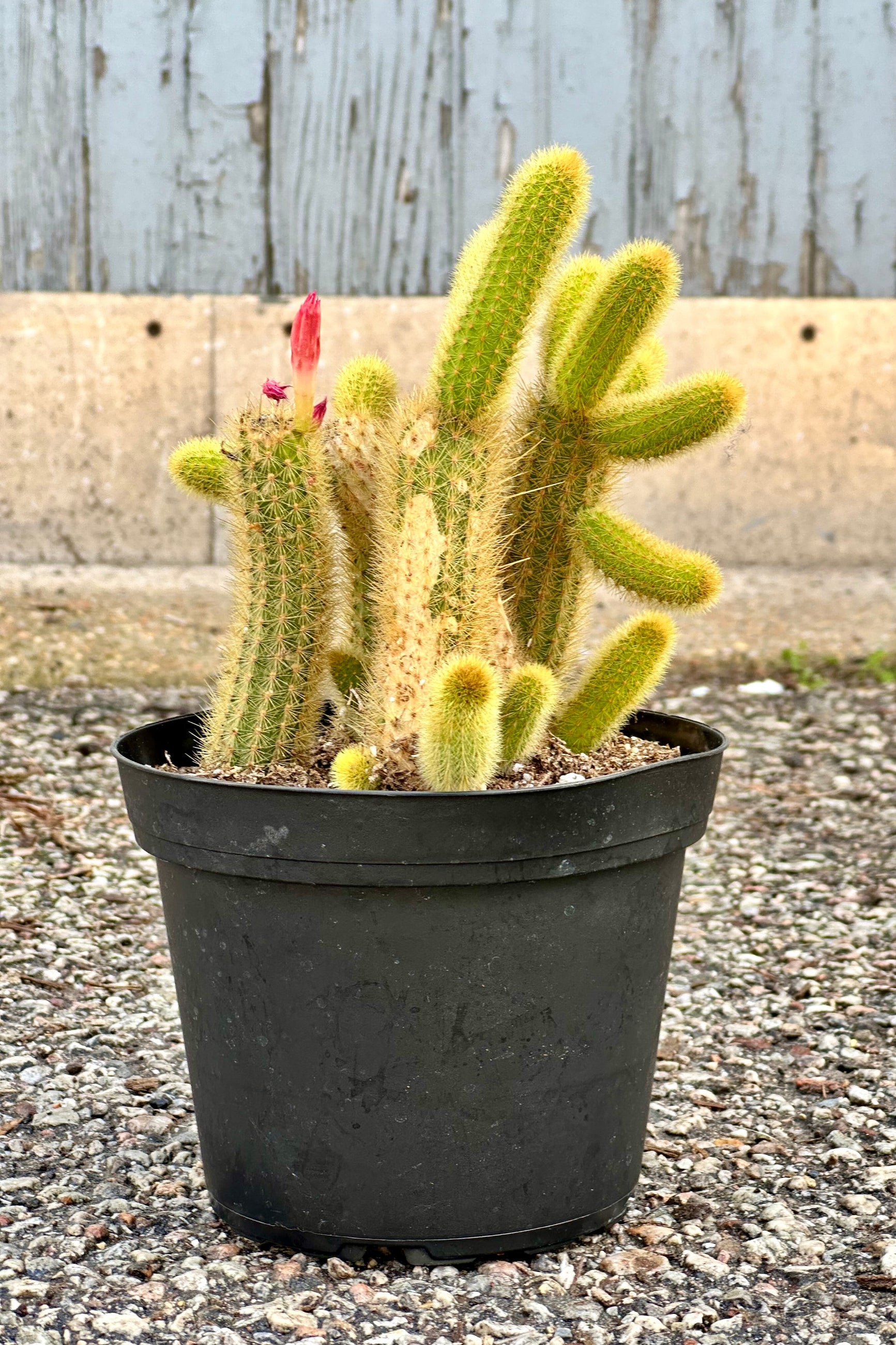 Cleistocactus colademononis in a 6" growers pot with a pink bud about to bloom at Sprout-home.