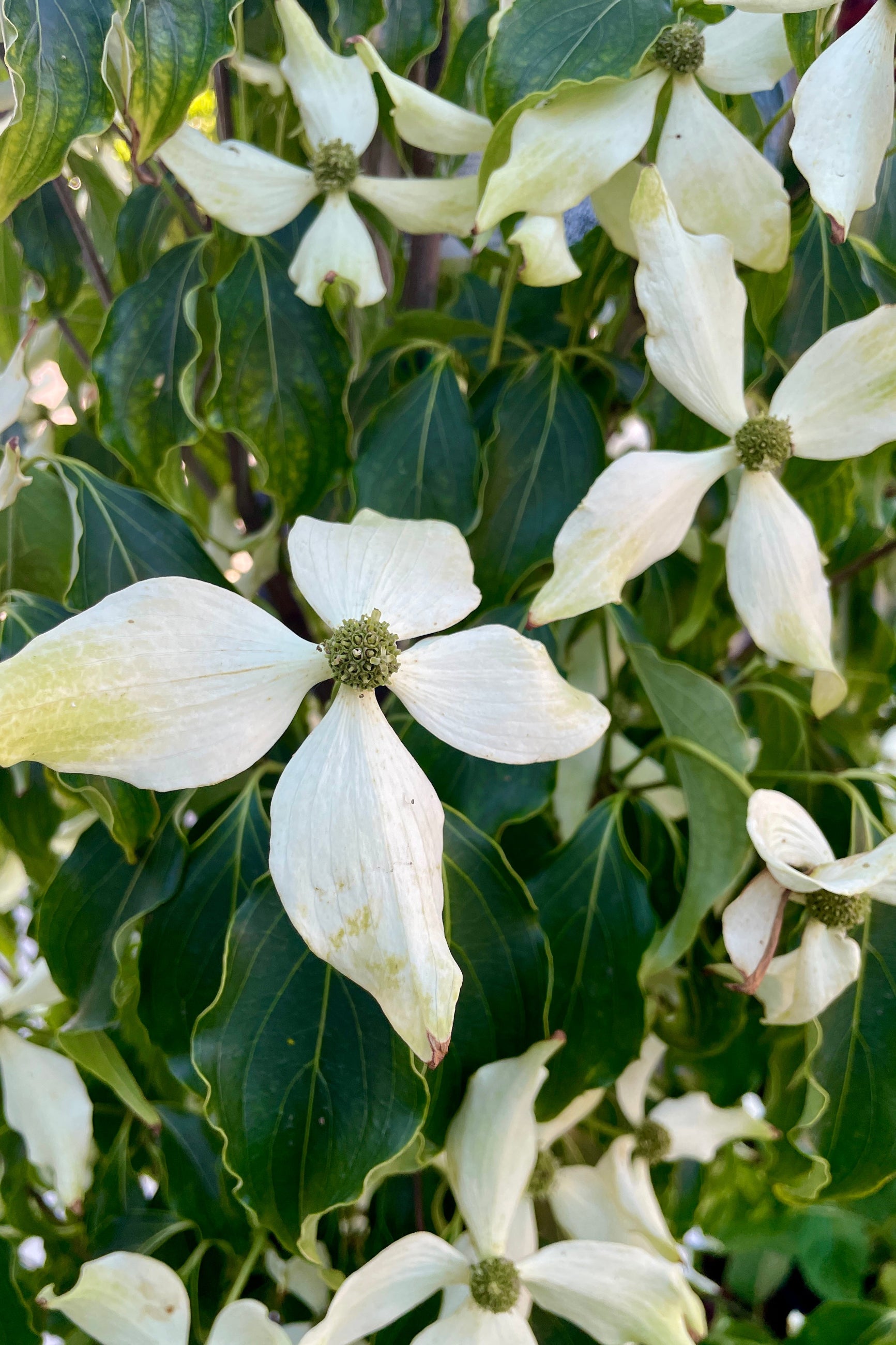 The white open flower at full peak of the Cornus Sousa 'Greensleeves' the end of May and Sprout-home ©Sprout Home