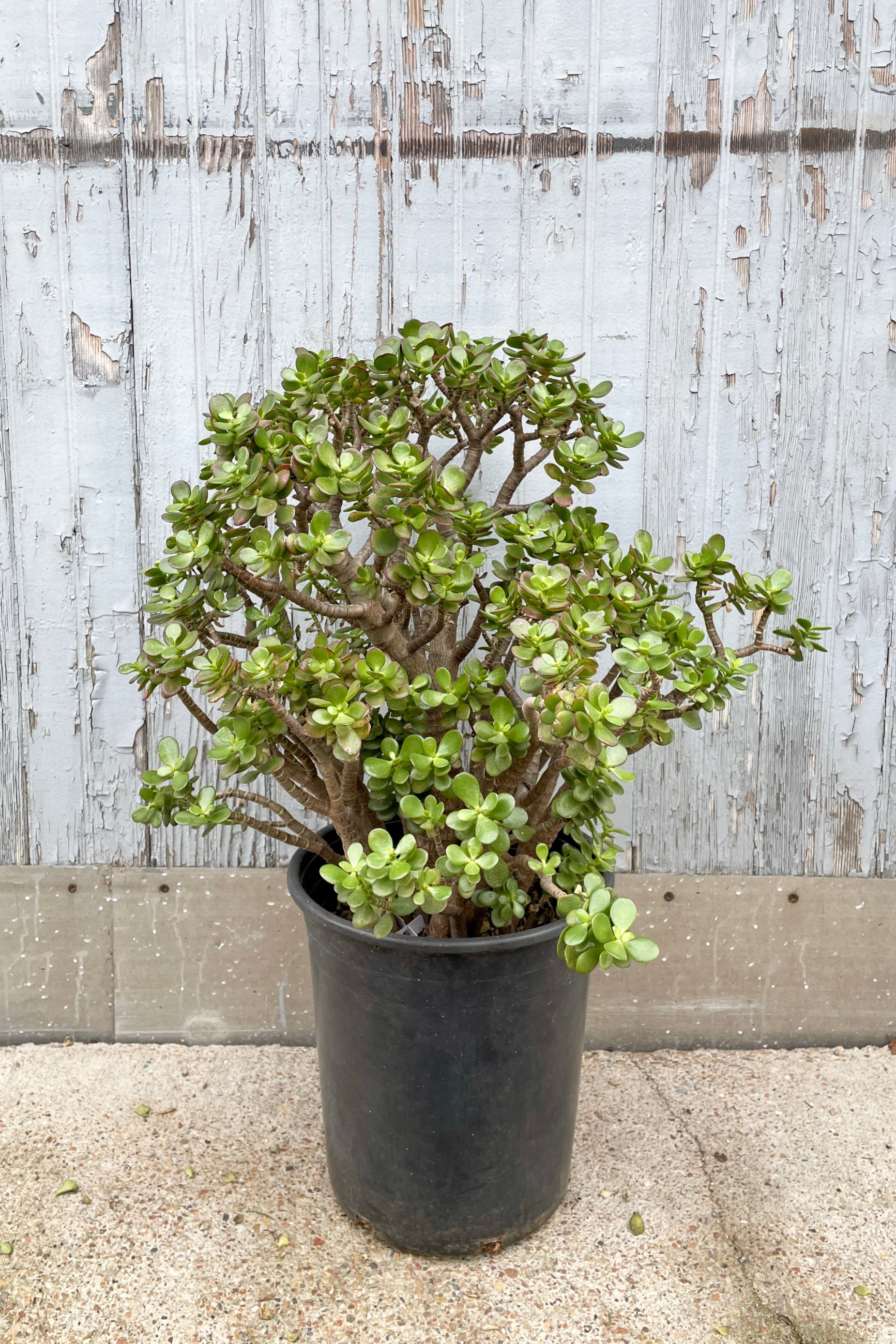 Crassula ovata 'Crosby' in a #5 growers pot against a gray wood wall at Sprout-home