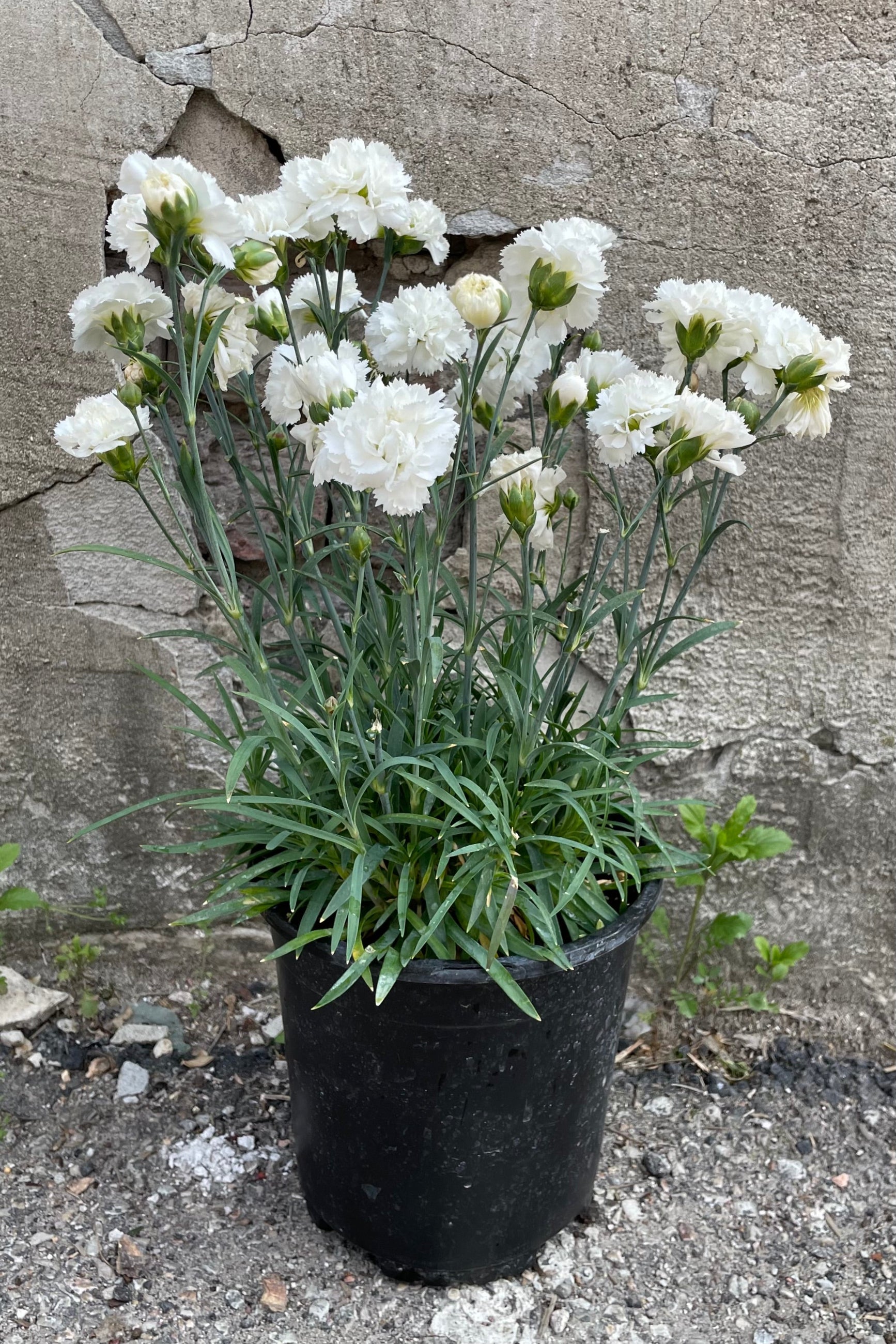 Dianthus 'Early Bird Frosty' in a #1 growers pot in full bloom with its plentiful amount of white tufted flowers. ©Sprout Home