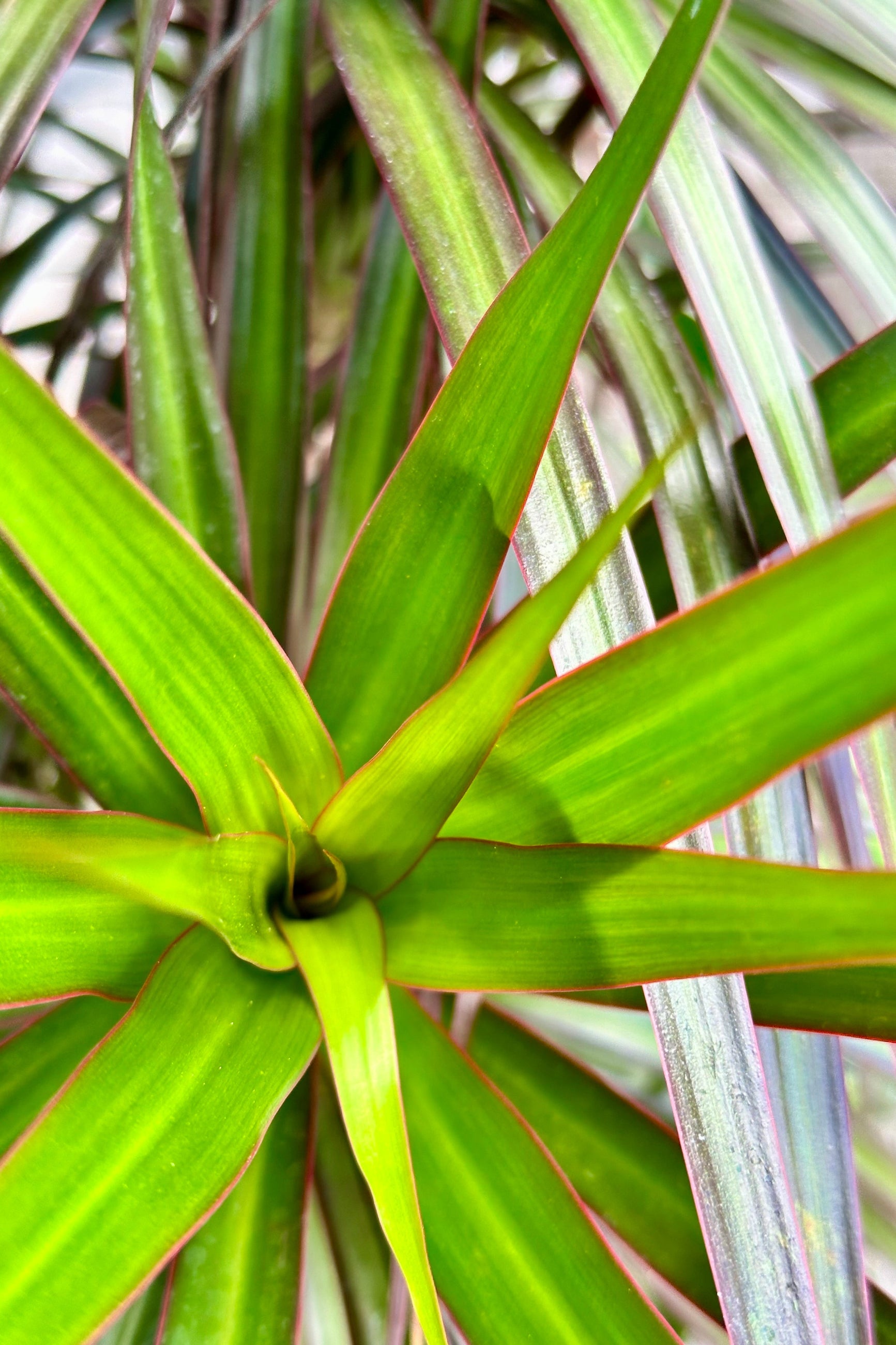 detail image looking in to the top clump of leaves of a Dracaeana marginata 'Magenta' plant at Sprout-home.