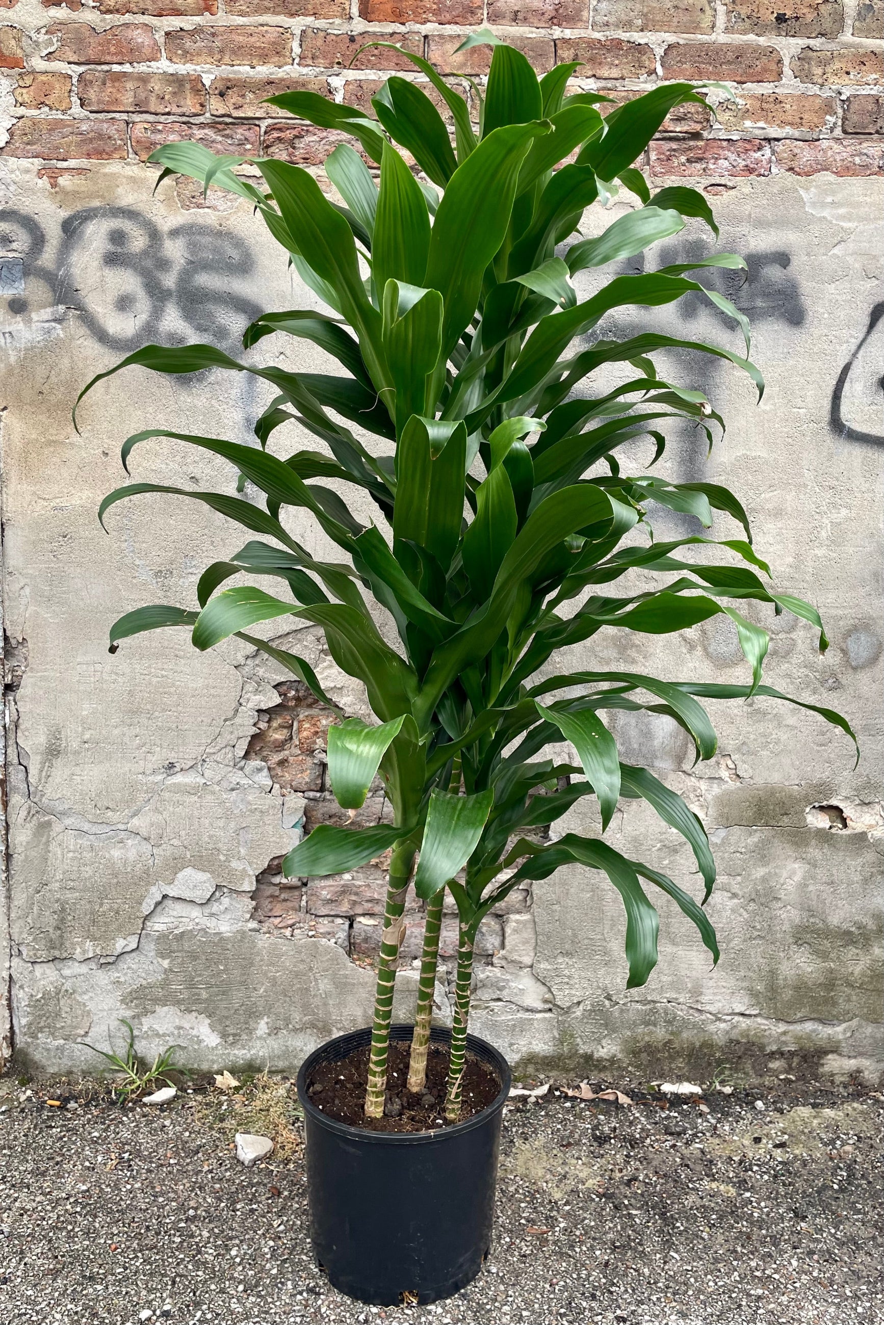 Dracaeana 'Michiko' in a 12" growers pot with its strappy green leaves in front of a concrete wall.