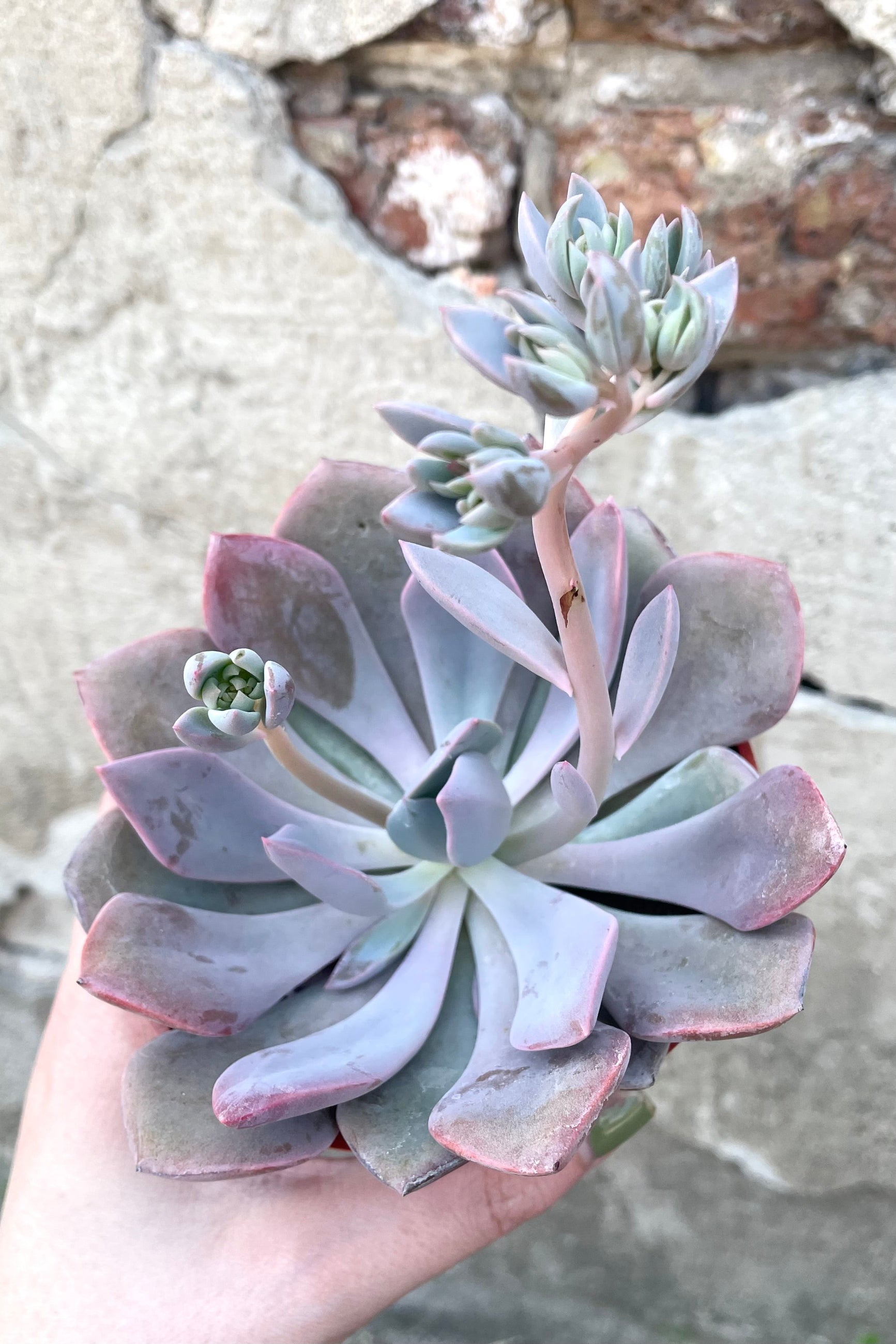 A hand holds a variation of Echeveria 4" against concrete backdrop