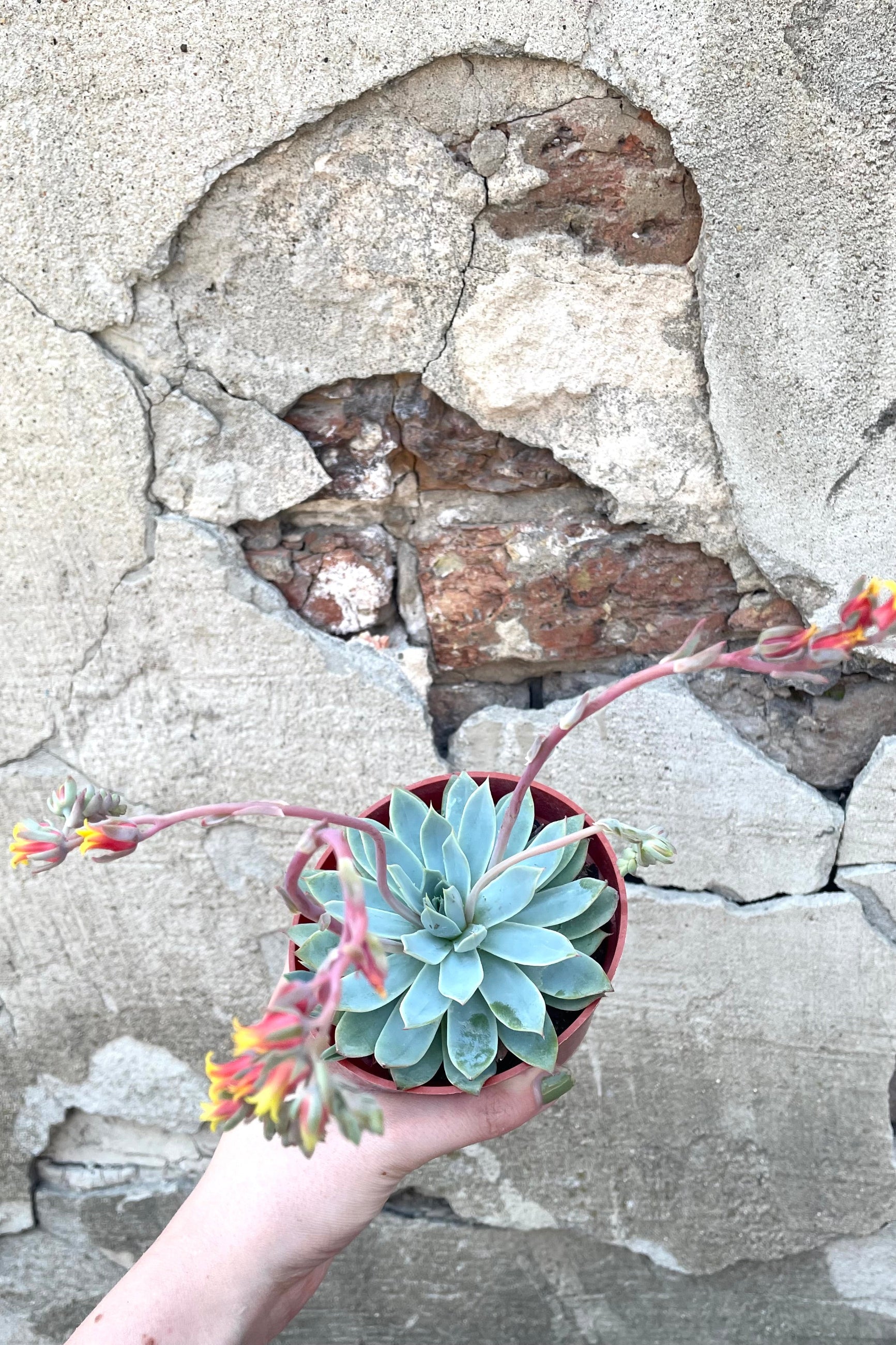 A hand holds a variation of Echeveria 4" against concrete backdrop