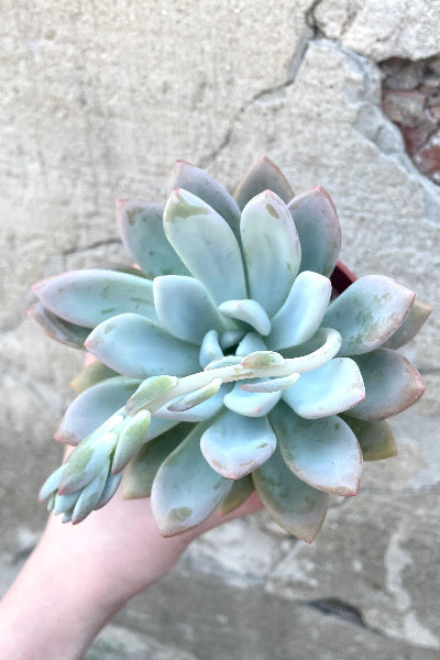 A hand holds a variation of Echeveria 4" against concrete backdrop