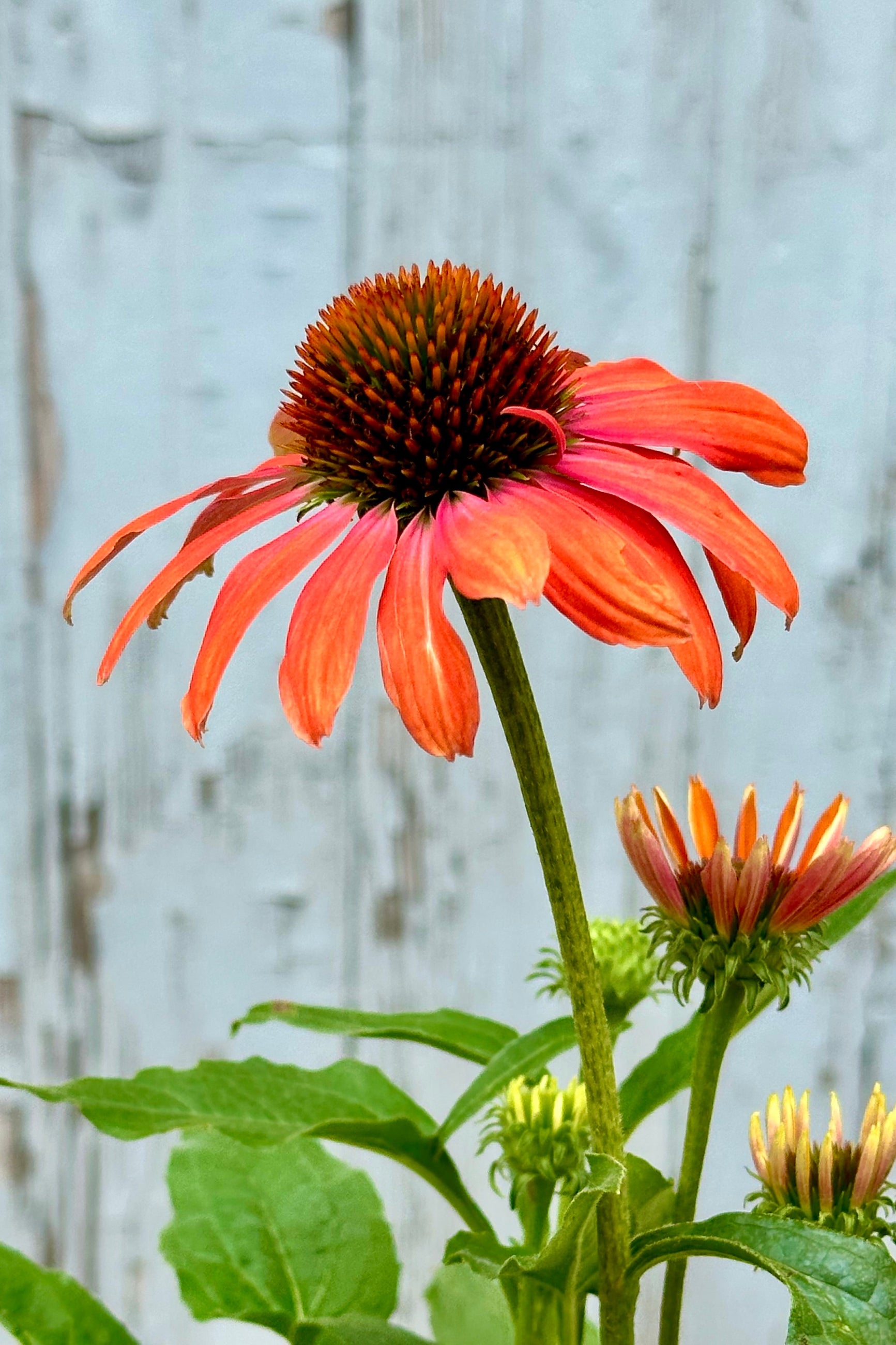 The orange flowers of Echinacea 'Julia' mid to late June at Sprout-home ©Sprout Home