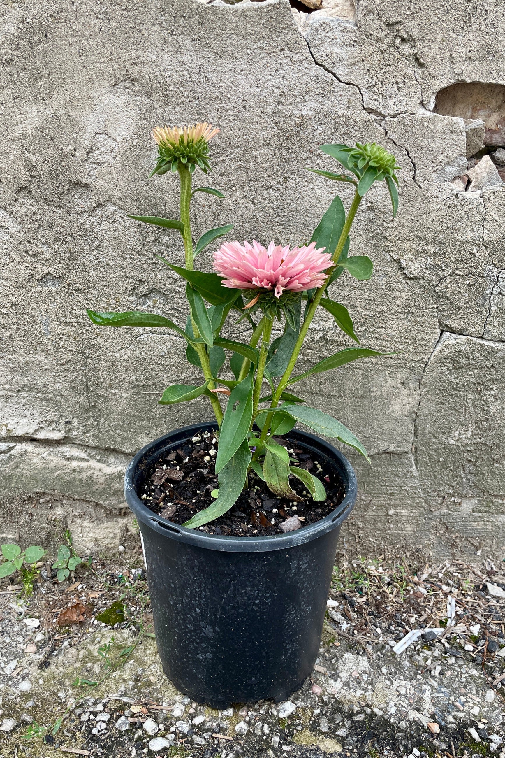 #1 growers pot of Echinacea 'Sunseekers Salmon' in full bud and bloom the end of July with salmon pink flowers. ©Sprout Home
