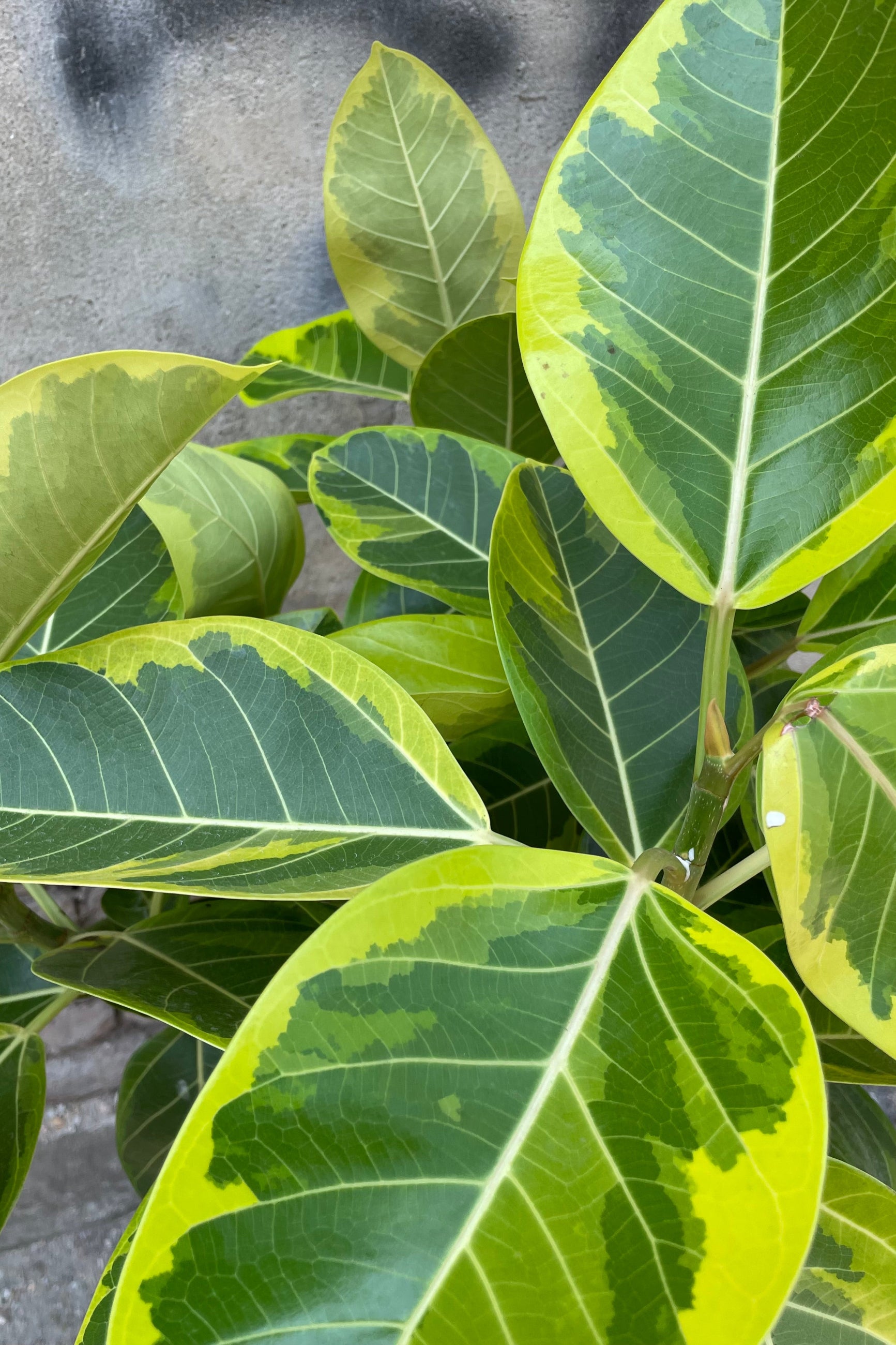 Detail picture of the lemon and green variegated ovate leaves of the Ficus altissima tree.