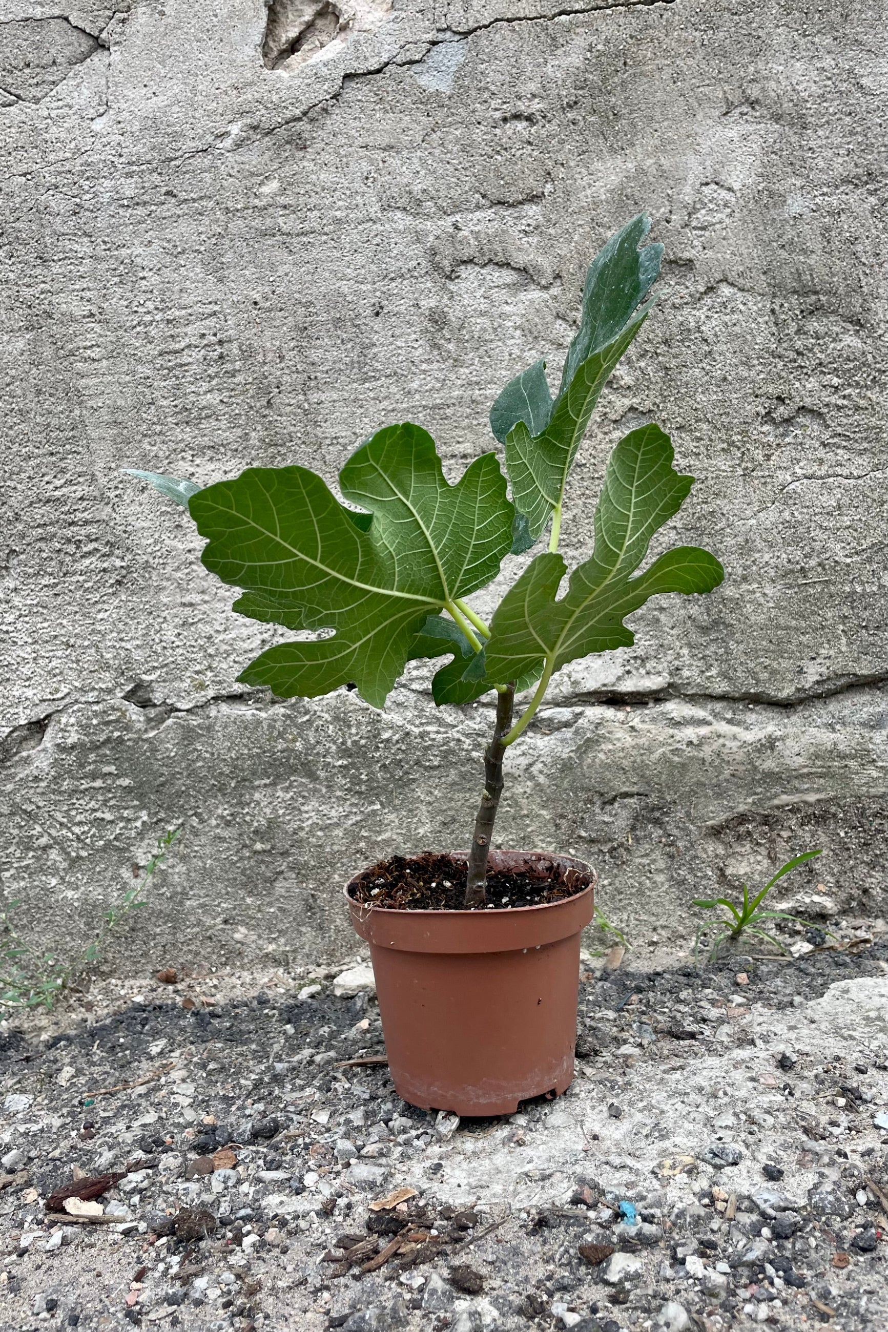Photo of a young Ficus carica edible fig tree in an orange pot against a cement wall.