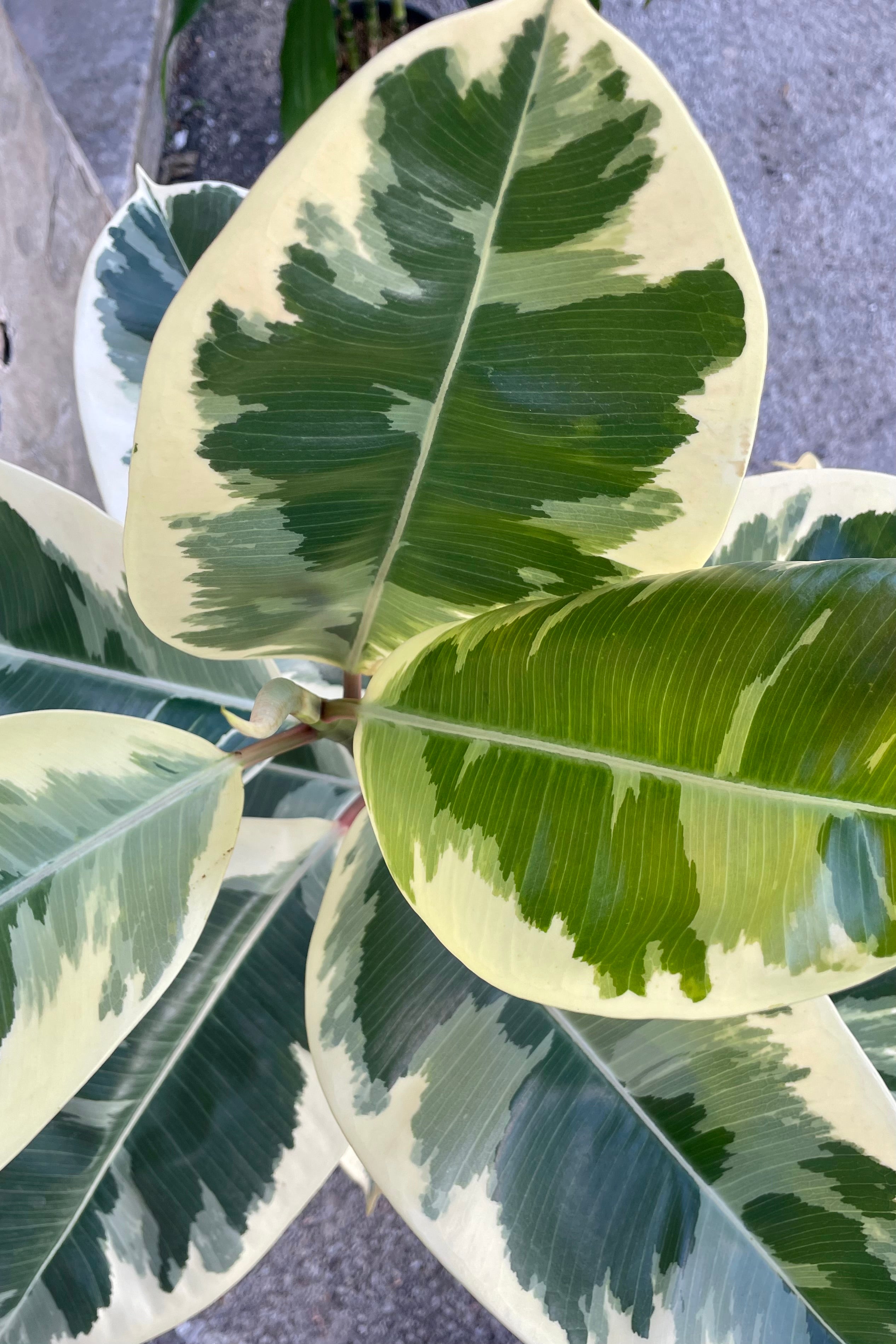 Close photo from above of green and cream variegated leaves of Ficus elastica 'Tineke' Rubber tree.