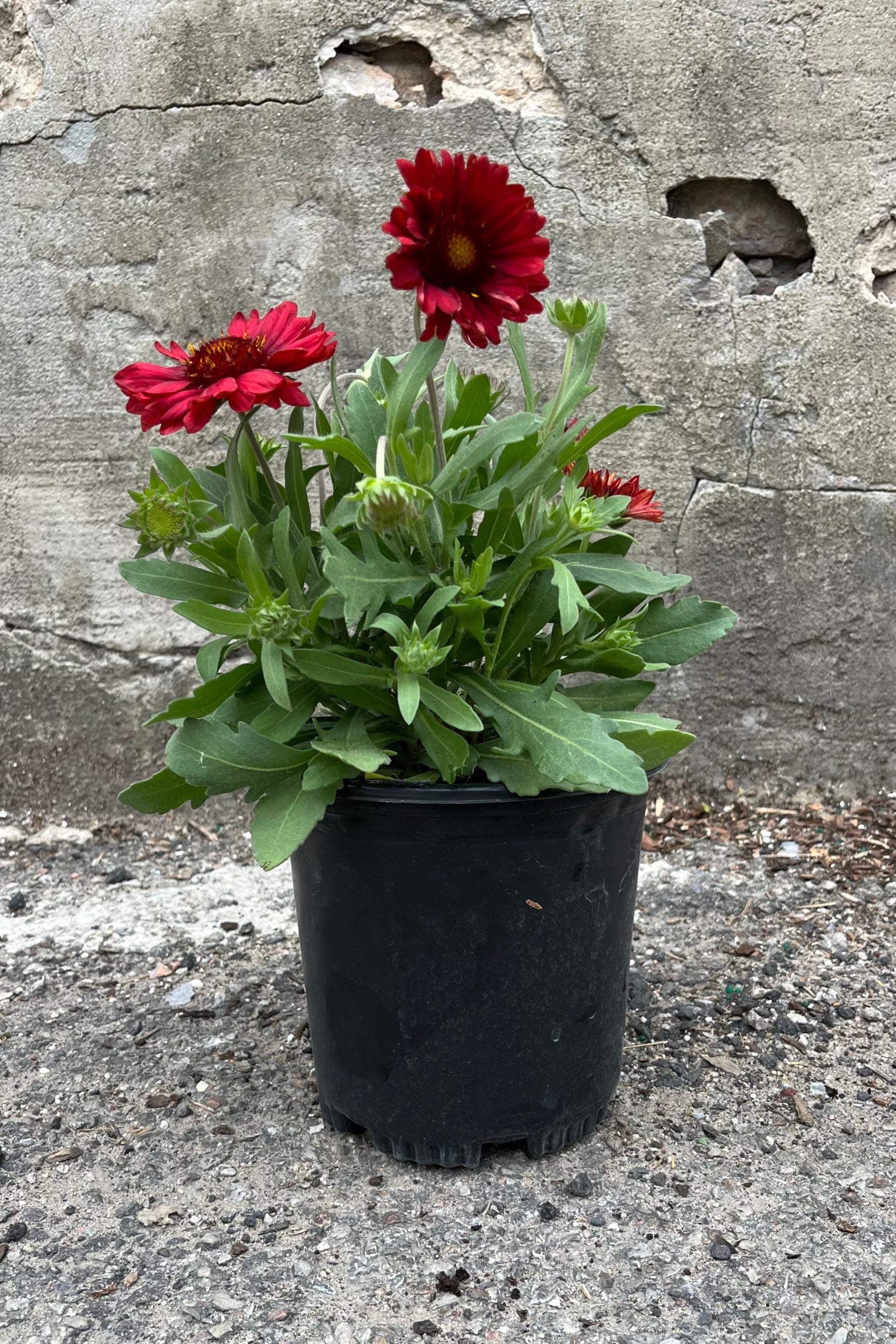 Gaillardia 'Mesa Red' in a #1 grower's pot in June with its deep red open flowers above green foliage. ©Sprout Home