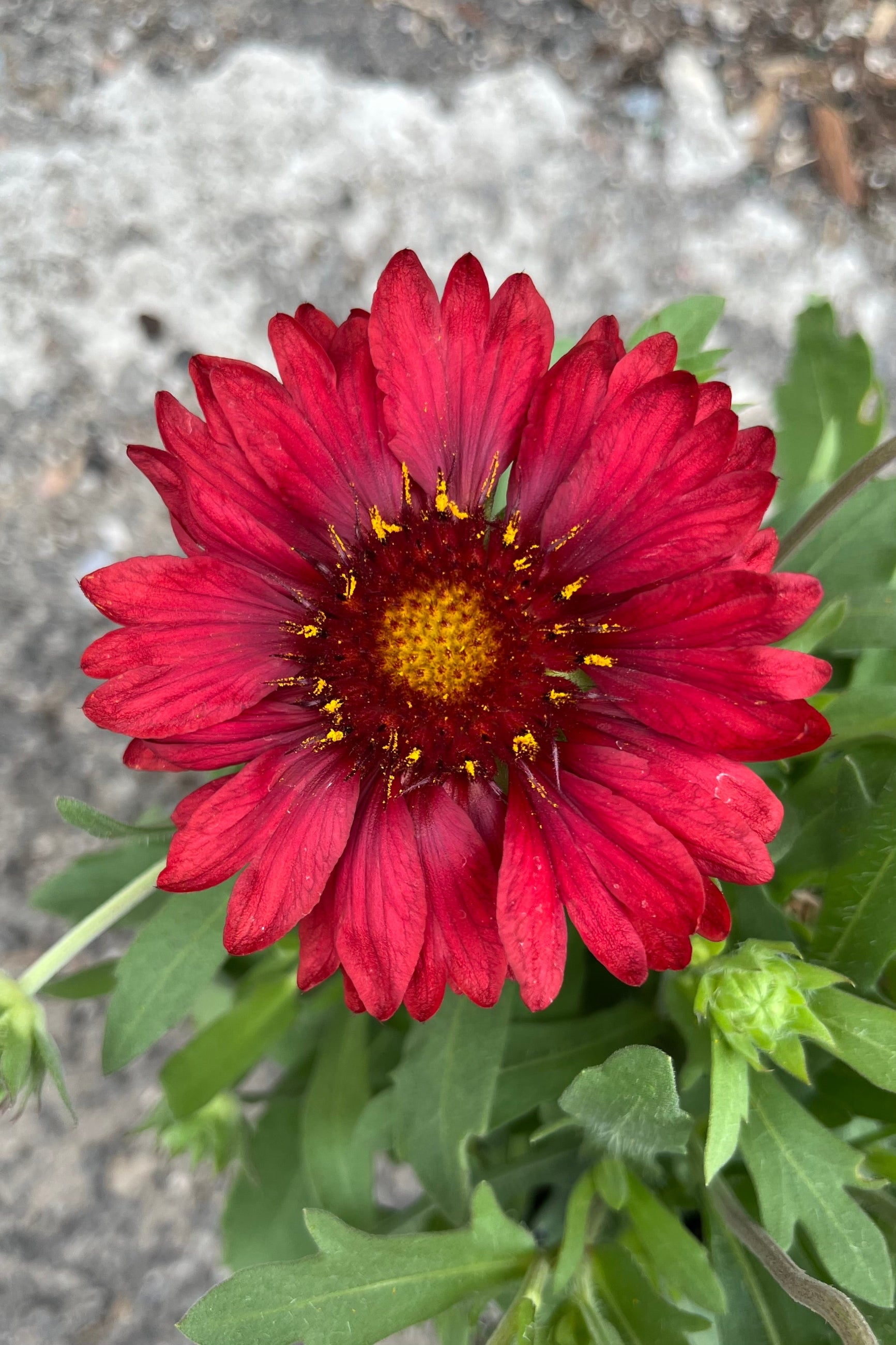 The bright red open boom of Gaillardia 'Mesa Red' in June. ©Sprout Home