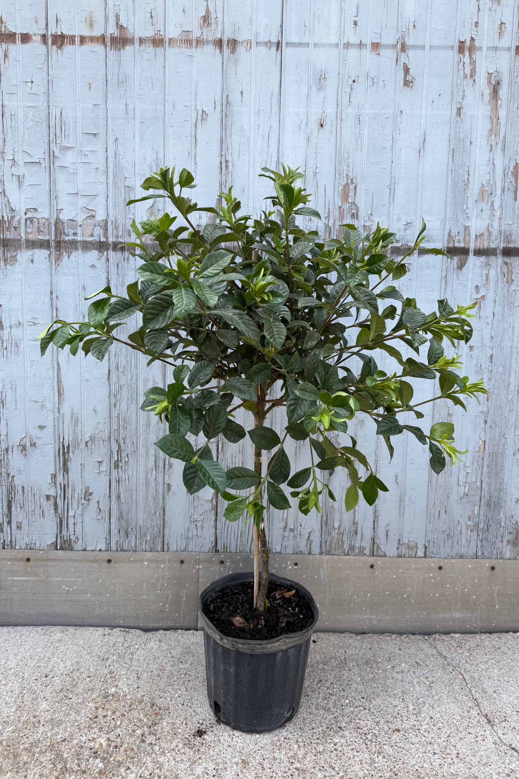 Gardenia Topiary 10"