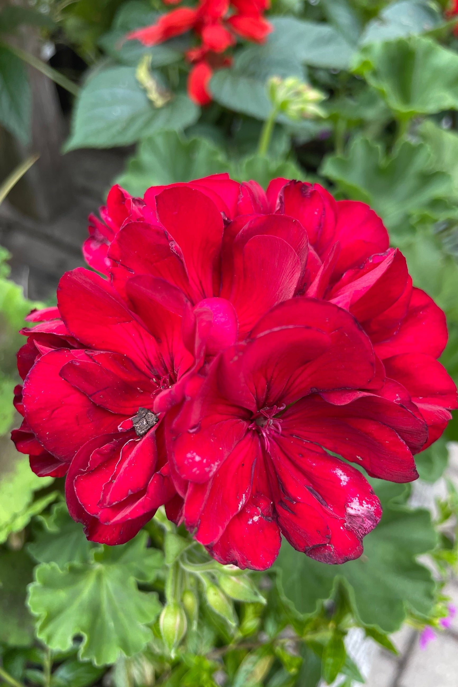 the deep red flowers of Geranium 'Calliope Medium Dark Red Green' annual ©Sprout Home