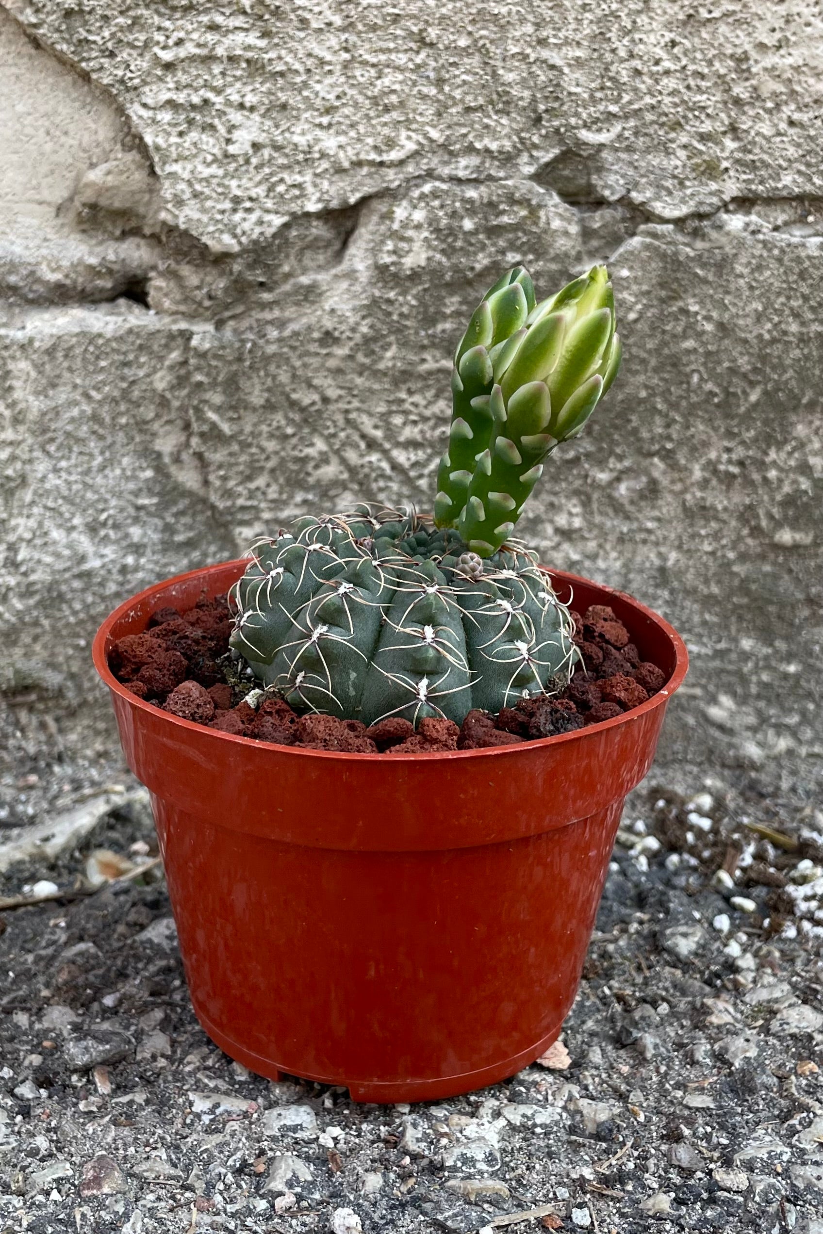 A detailed view of one of the varieties of Gymnocalycium baldianum 4" in grow pot against concrete backdrop
