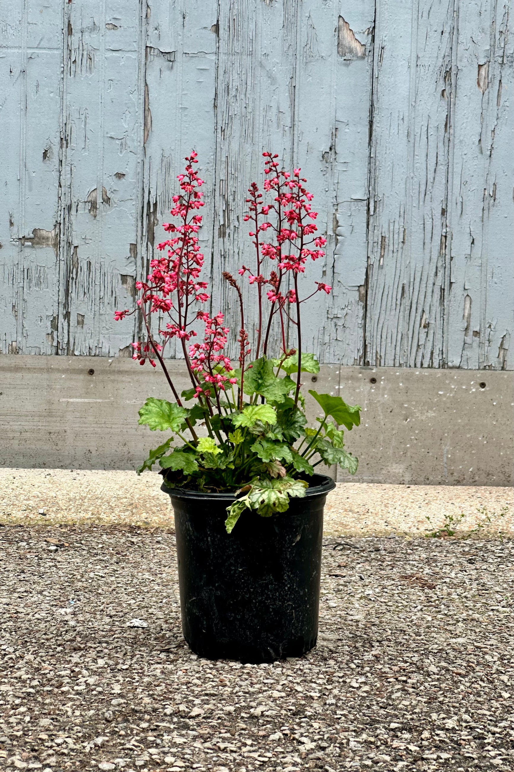 Heuchera 'Paris' in a #1 growers pot blooming with its bright fuchsia flowers over the foliage mid May at Sprout-home. ©Sprout Home