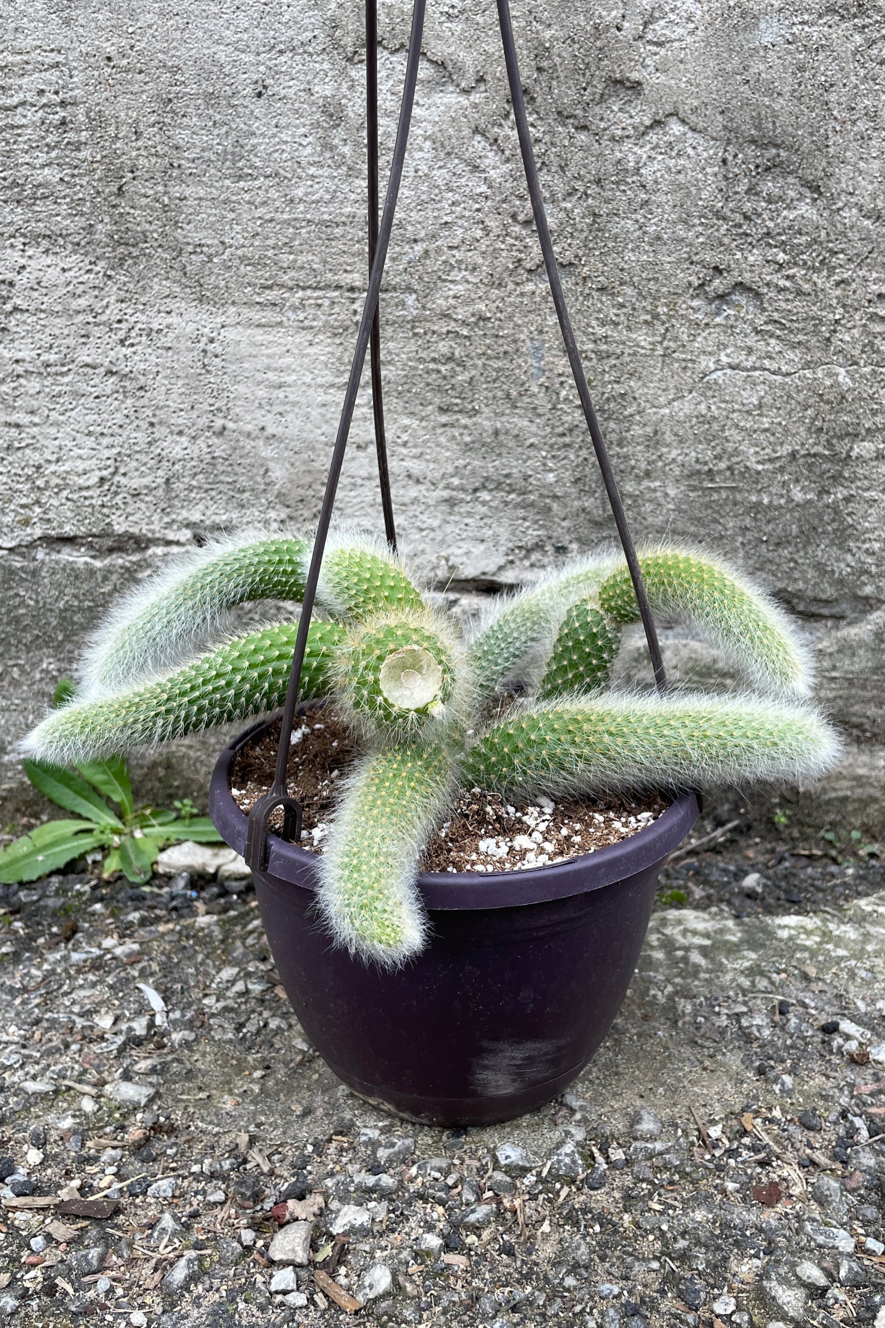 Hildewintera colademononi plant in a 6" growers pot.