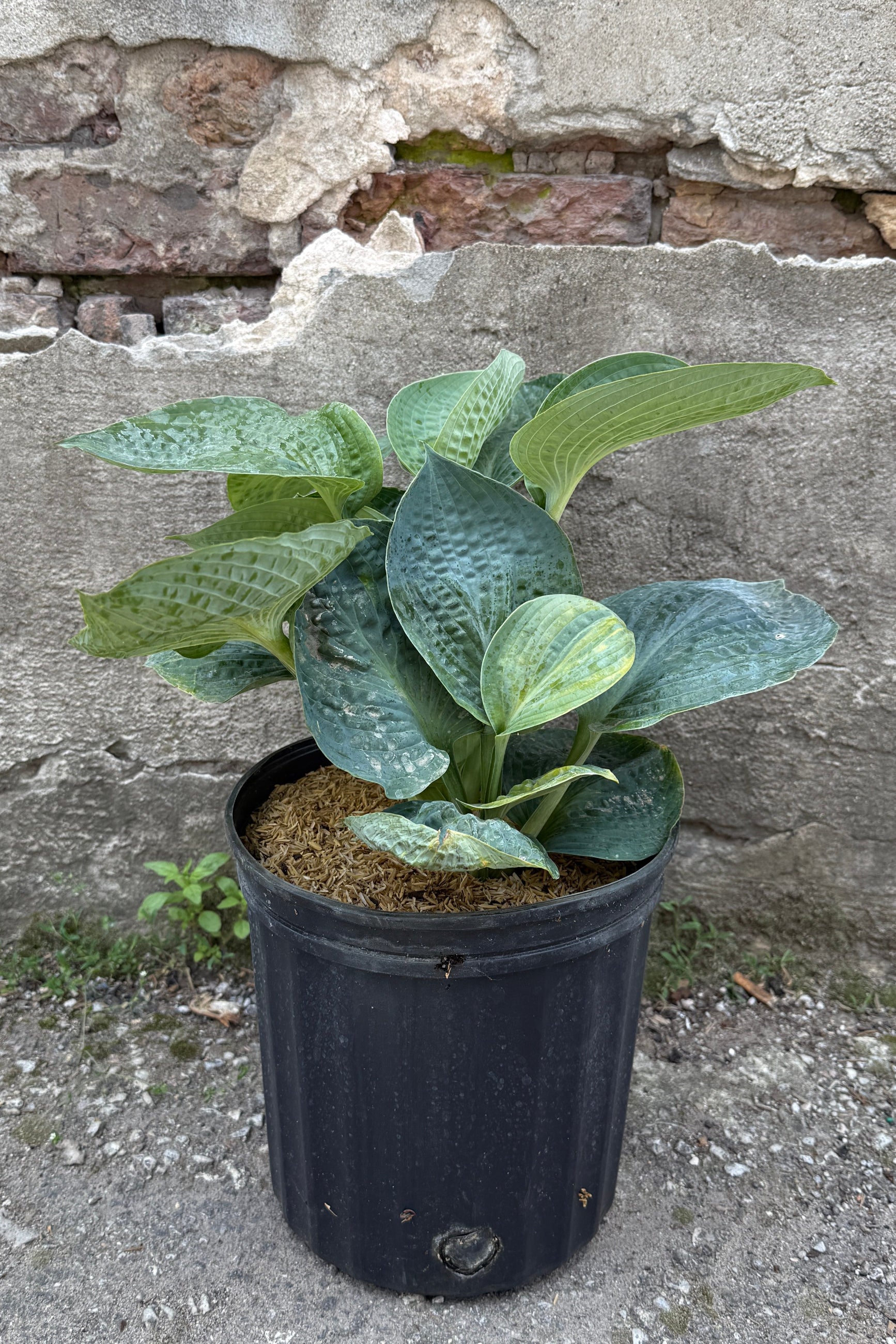 Hosta 'Big Daddy' in a #2 growers pot in June ©Sprout Home