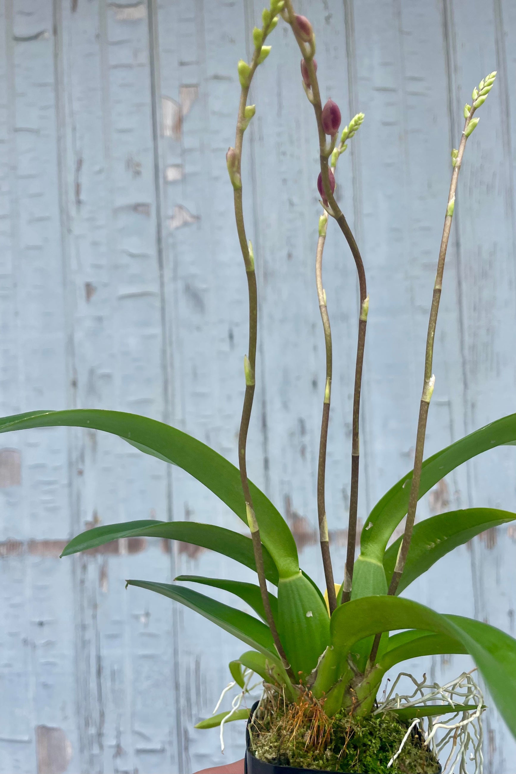 Photo of a plant in a black pot against a gray wall. The plant is a Howeara orchid with long narrow green leaves and flower spikes of flower buds which are starting to show some red color to them.