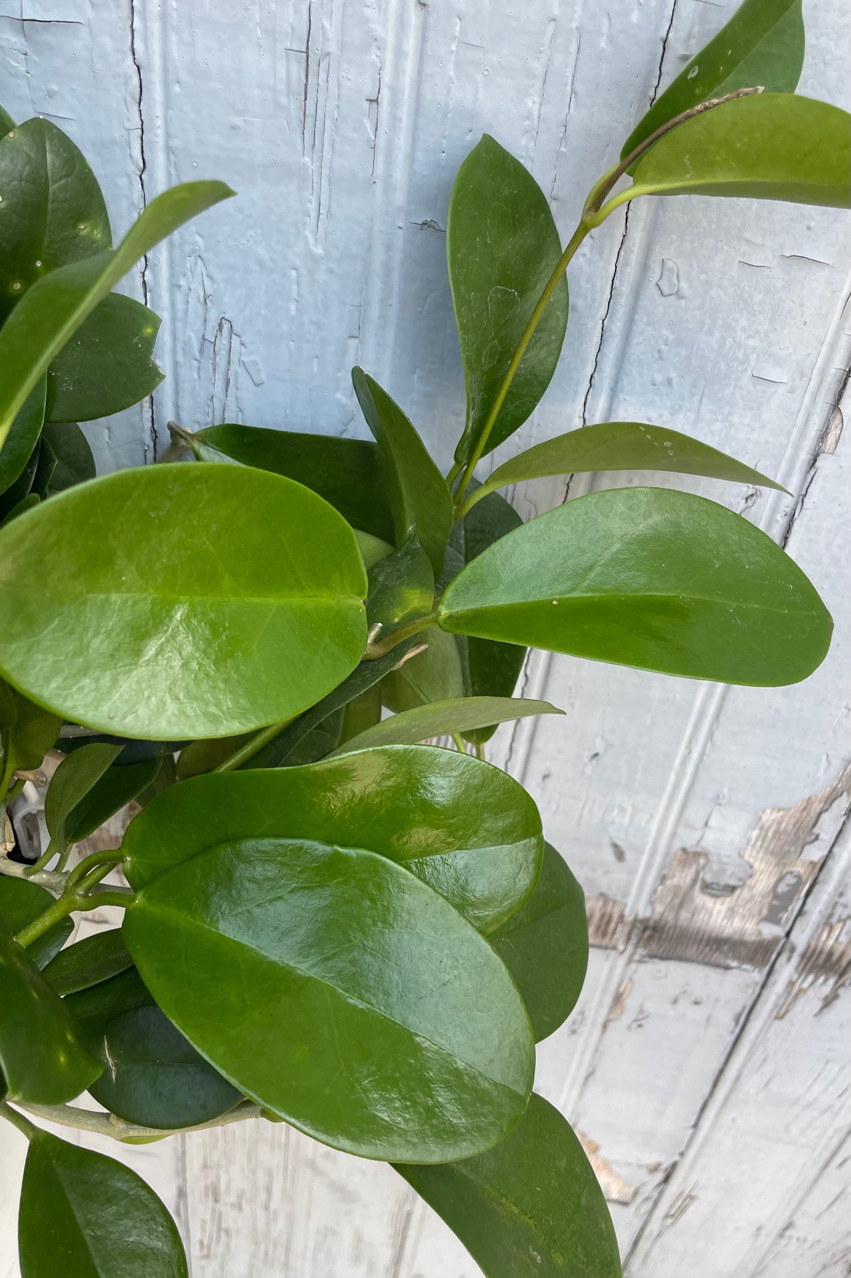 A detailed view of Hoya australis 8" against wooden backdrop
