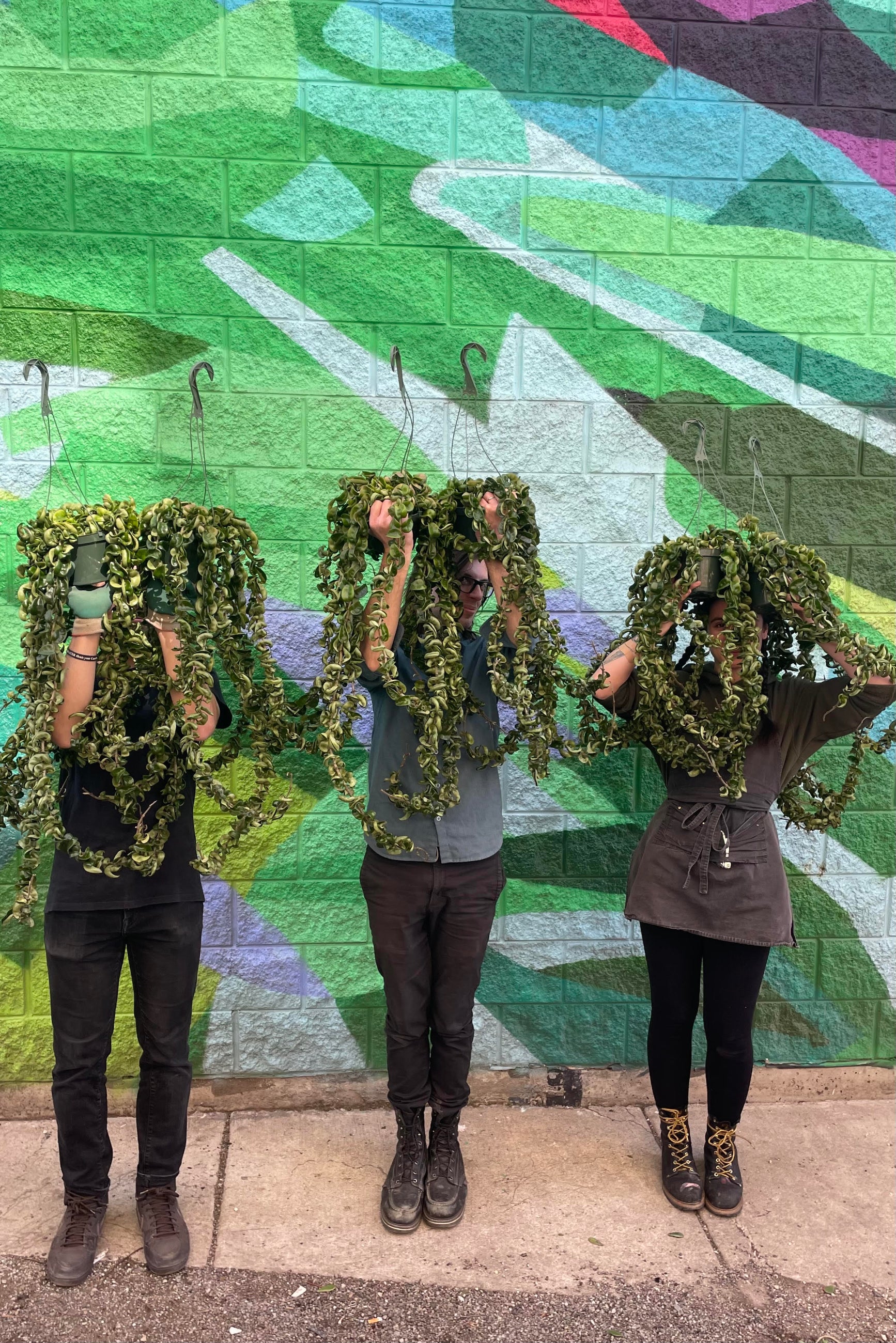 Photo of three gardeners holding pots of Hoya carnosa compacta with long trailing vines in front of their faces. They stand against a brightly colored mural on a brick wall.